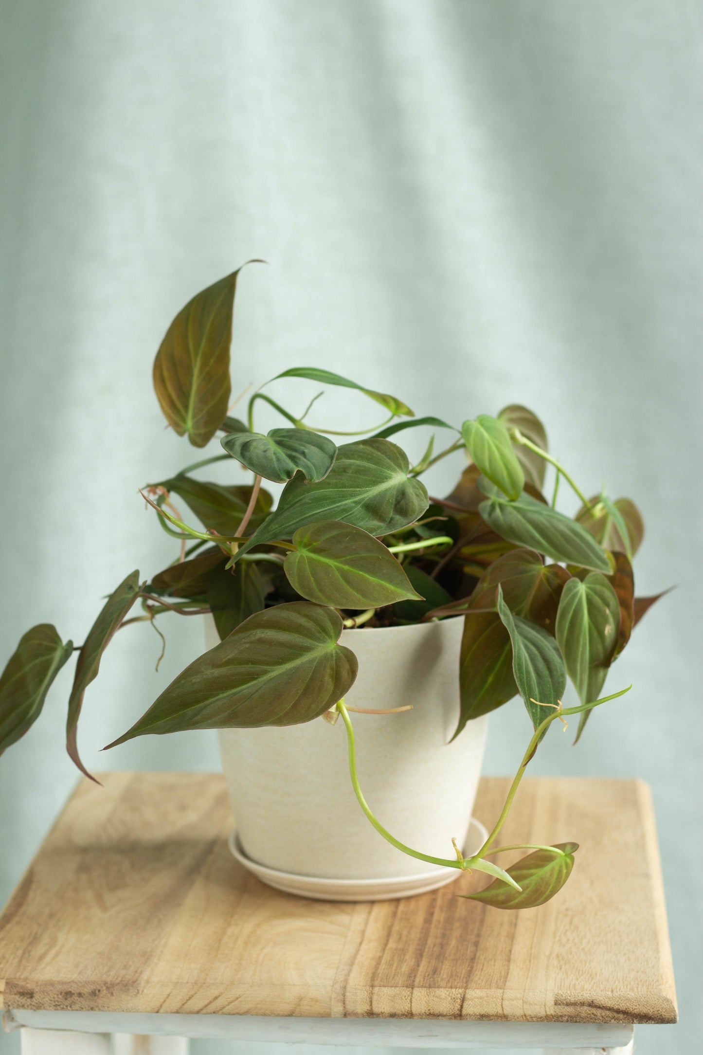 Philodendron Micans