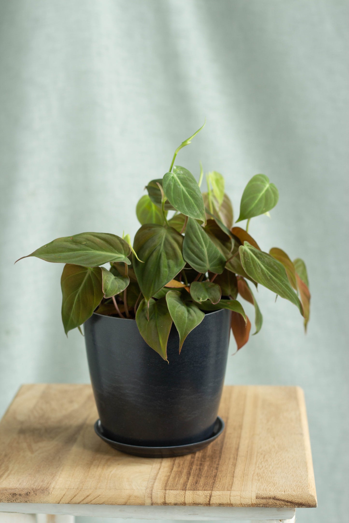 Philodendron Micans
