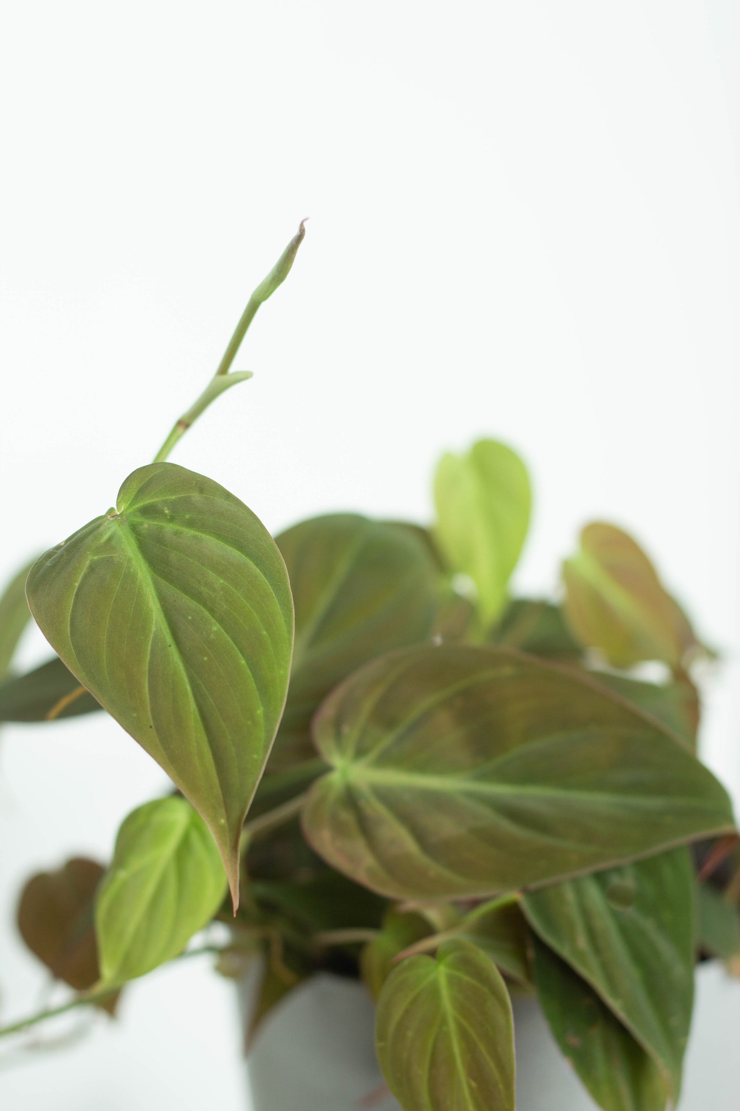 Philodendron Micans