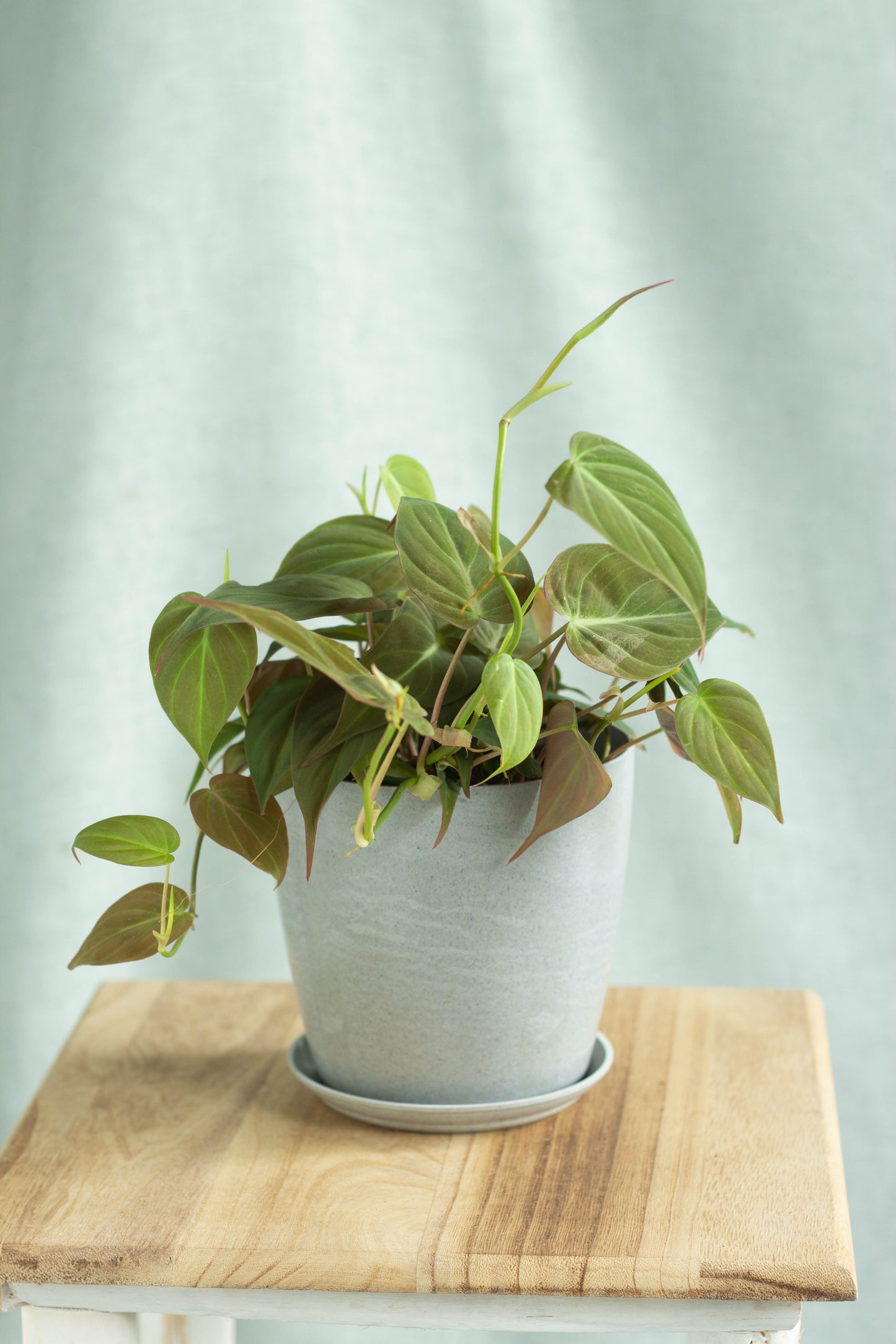 Philodendron Micans