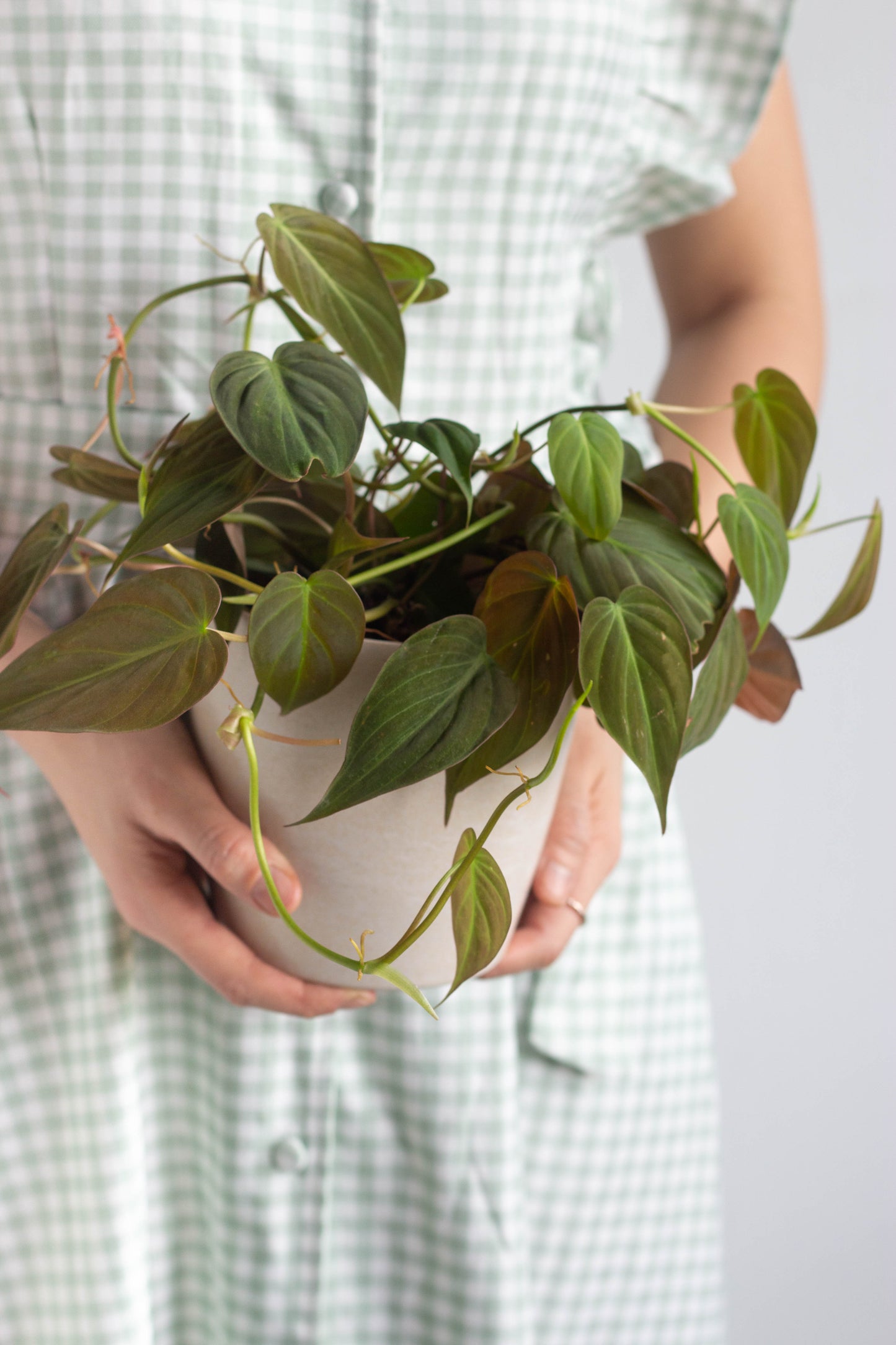 Philodendron Micans