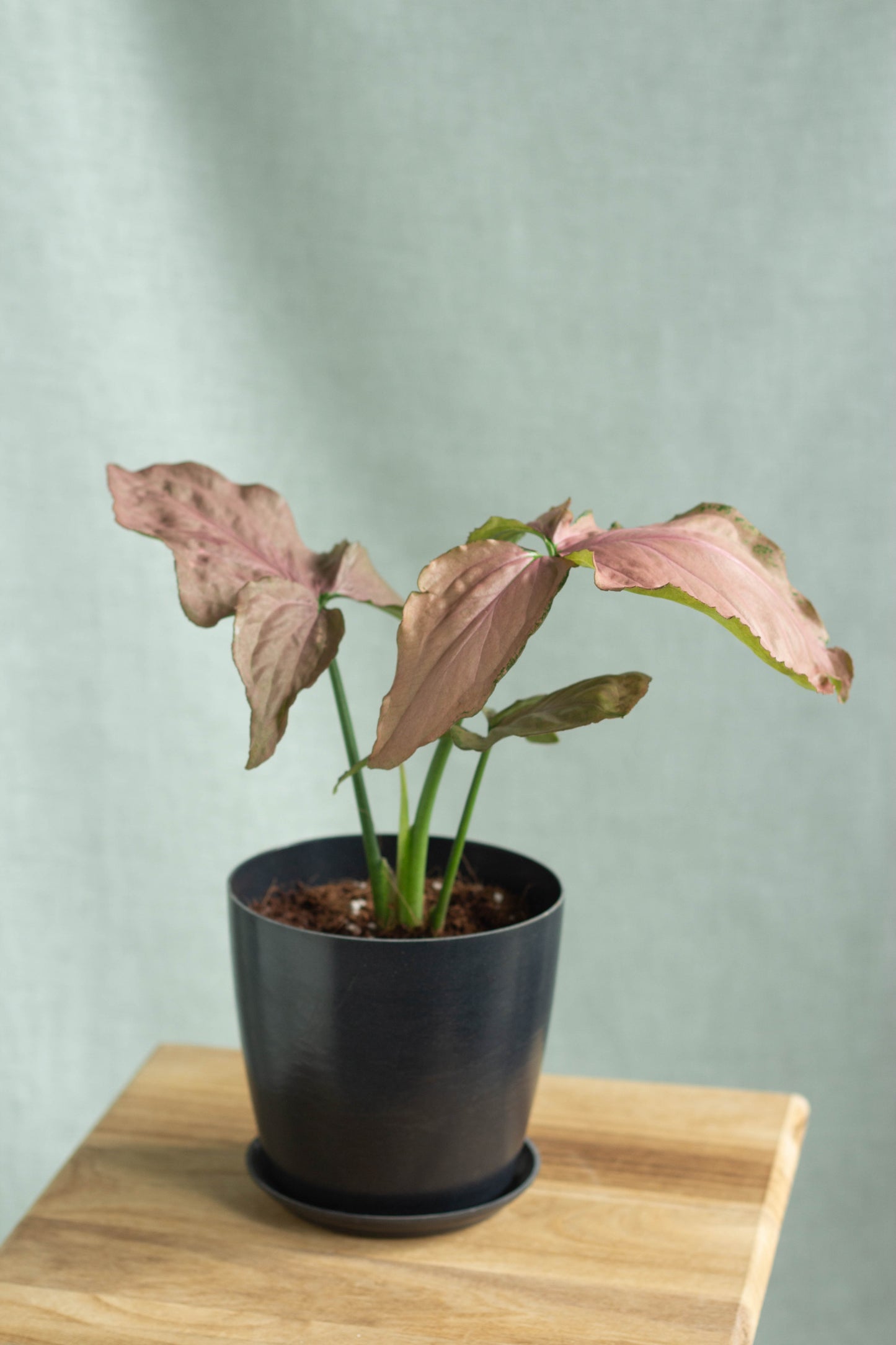 Syngonium Pink Dreame