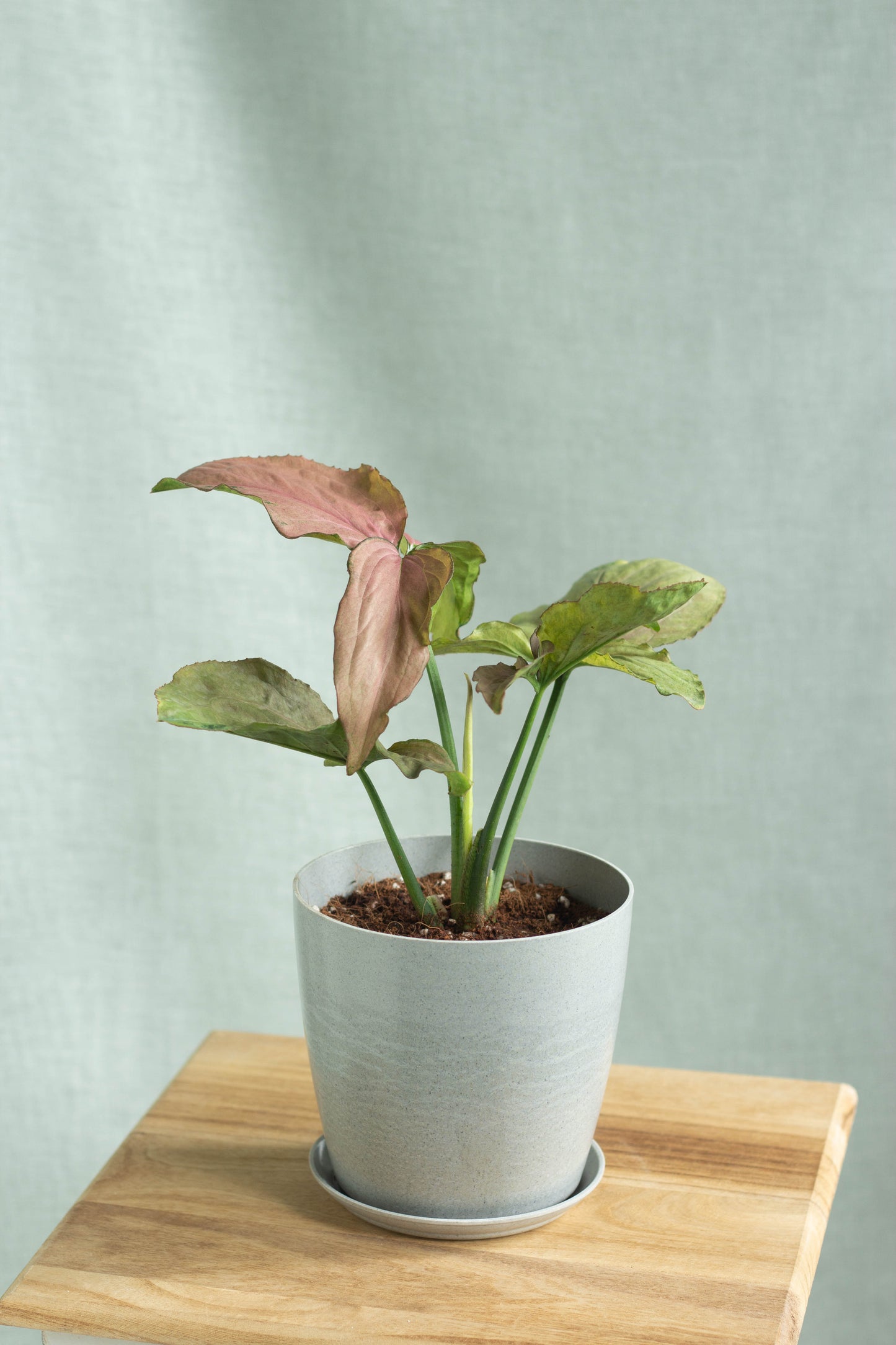 Syngonium Pink Dreame