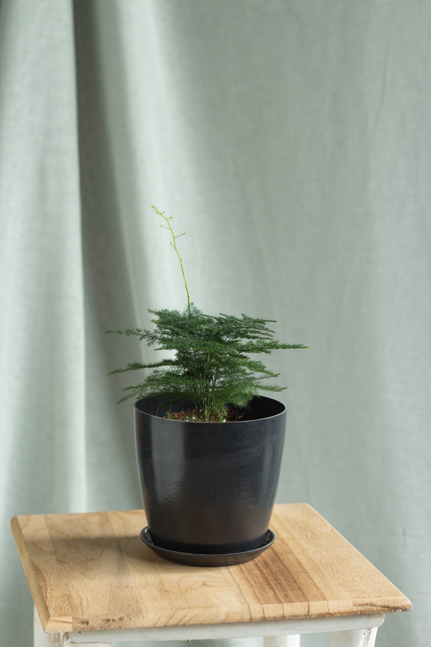 Plumosa Fern