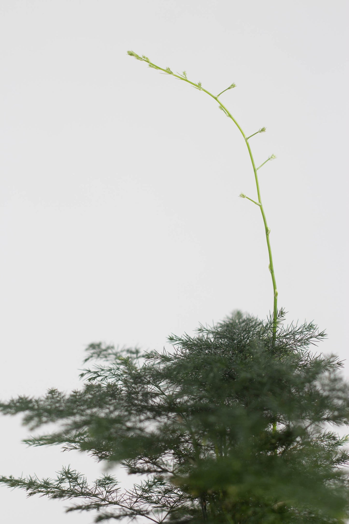 Closeup-Plumosa Fern
