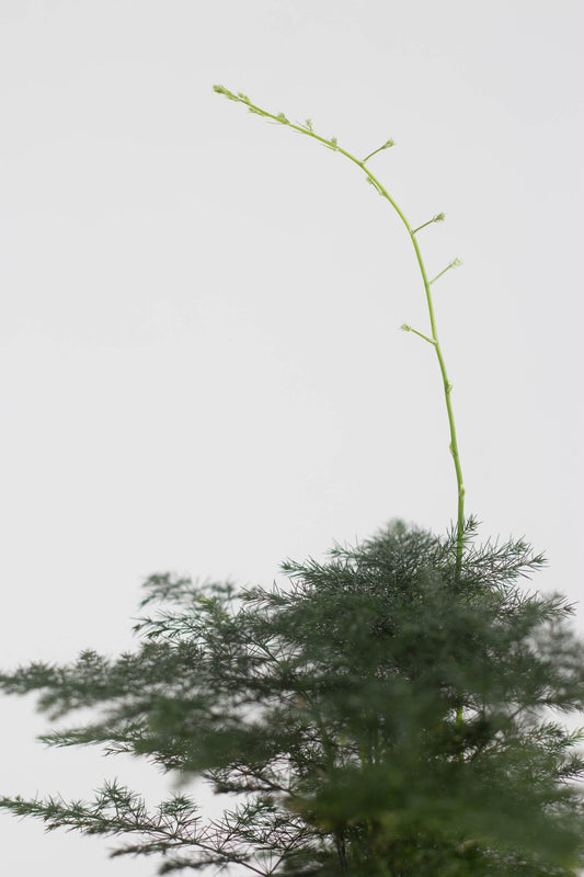 Closeup-Plumosa Fern