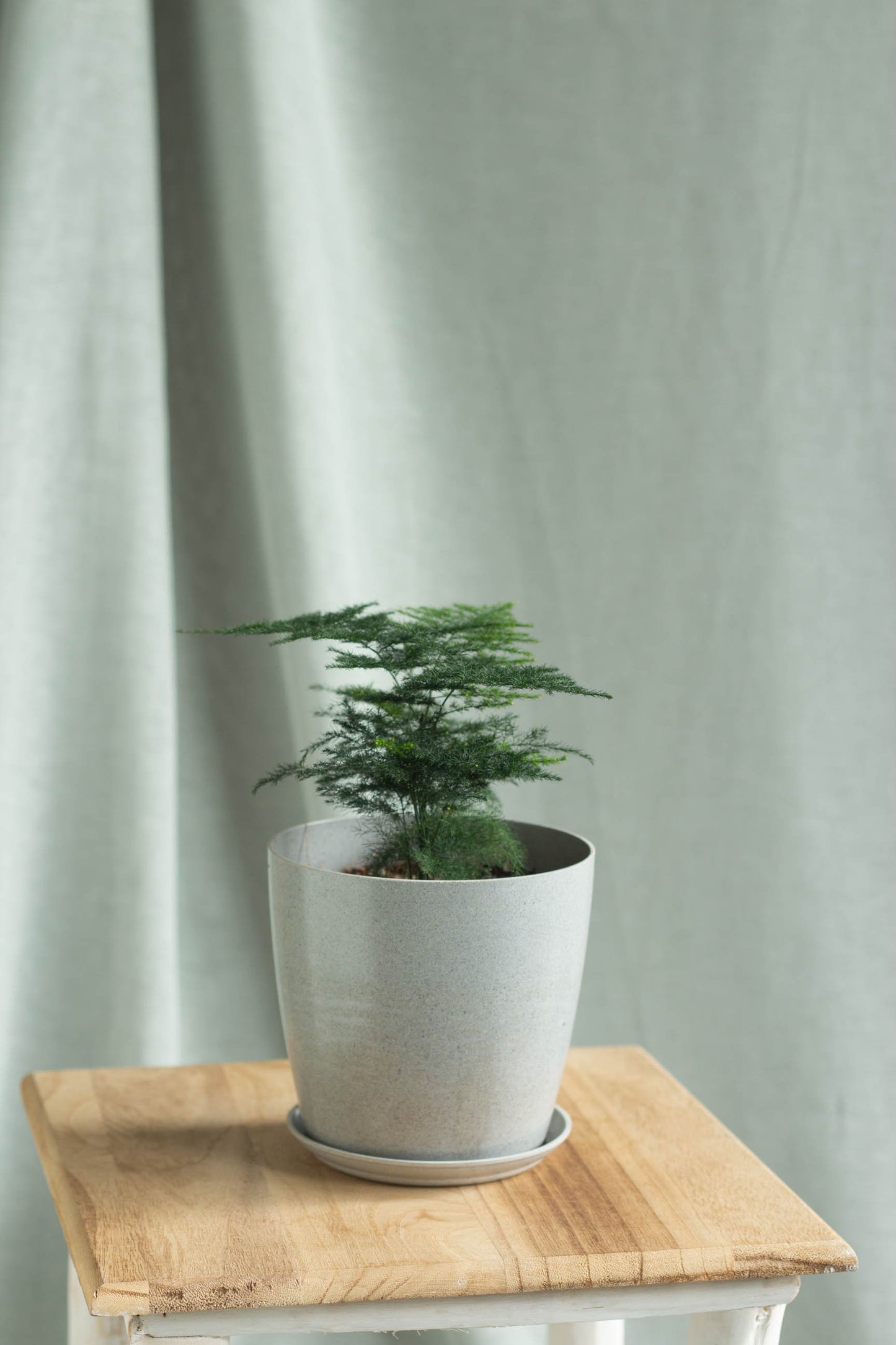 Plumosa Fern