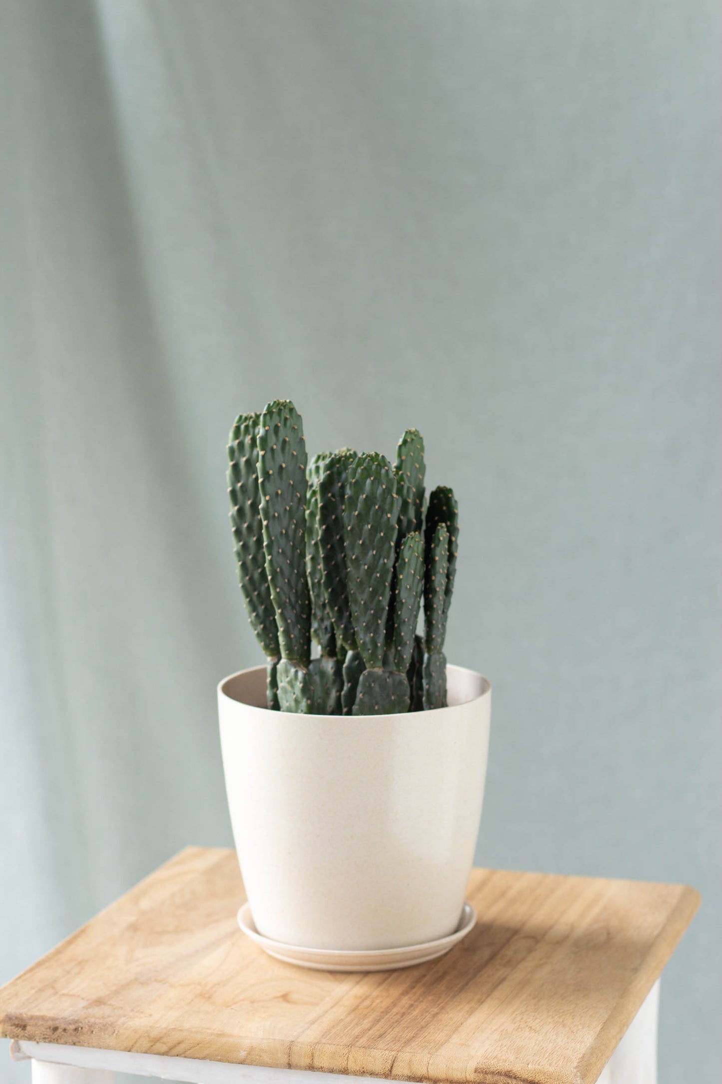 Opuntia Ficus Indica