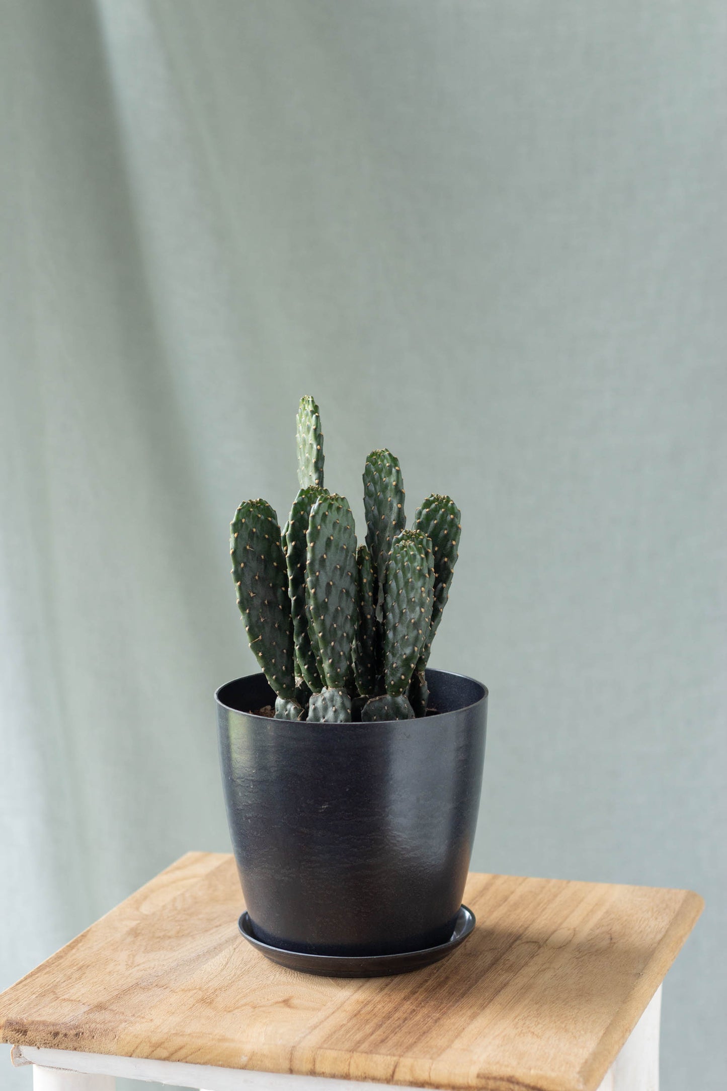Opuntia Ficus Indica