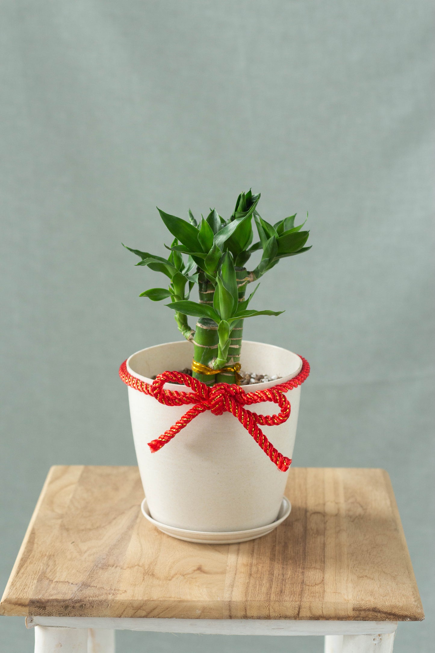 Lucky Bamboo