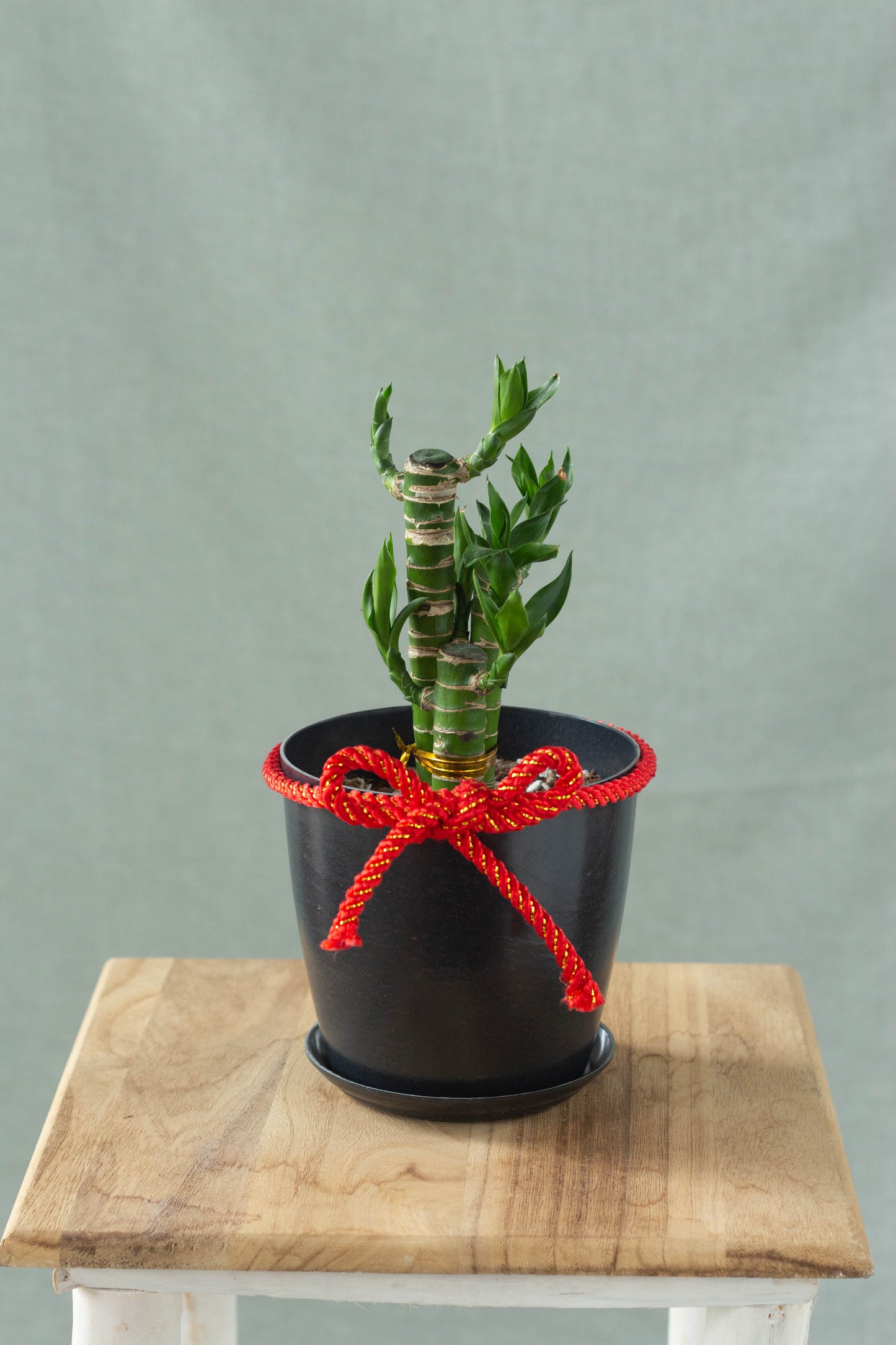 Lucky Bamboo