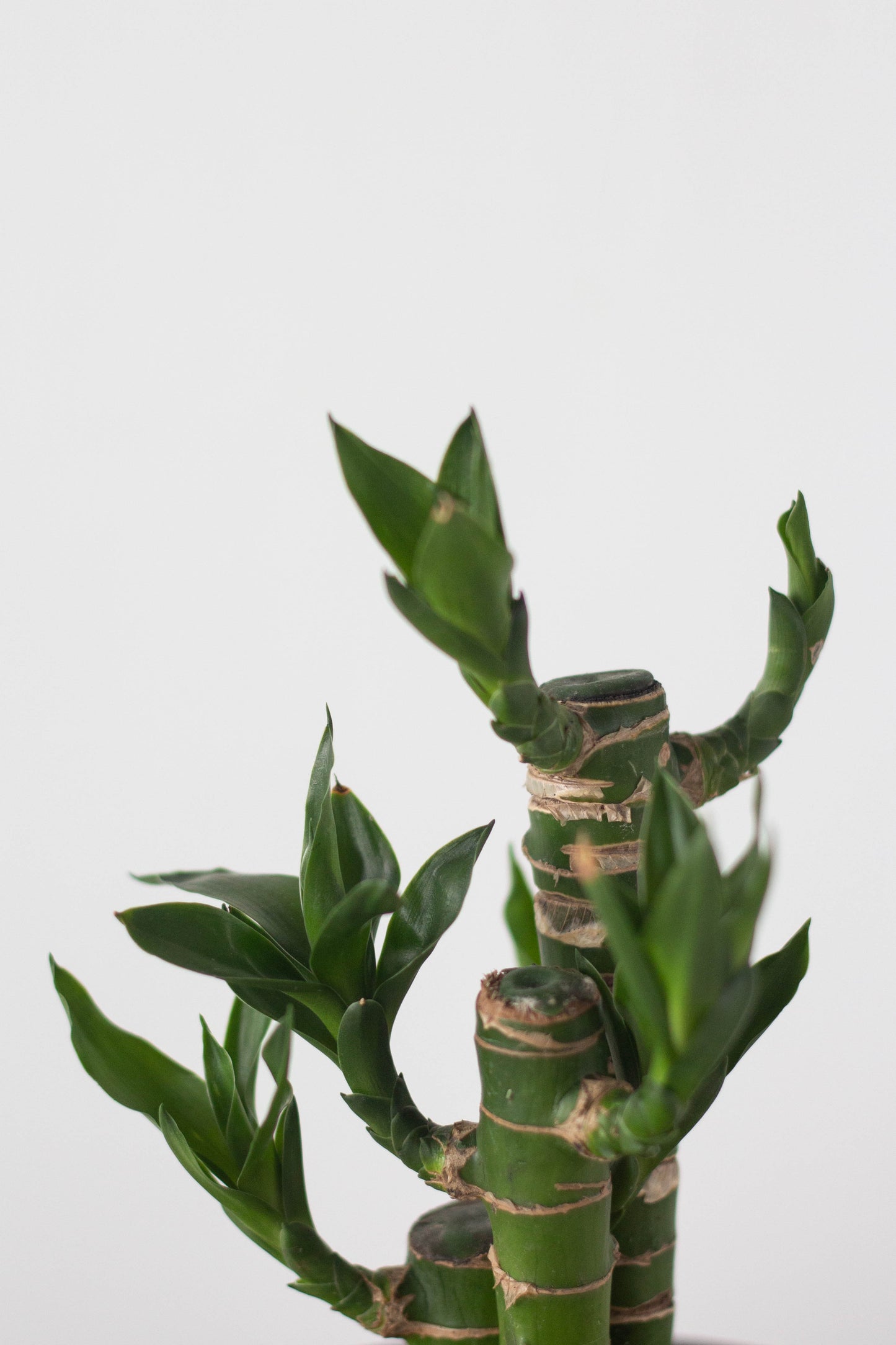 Lucky Bamboo