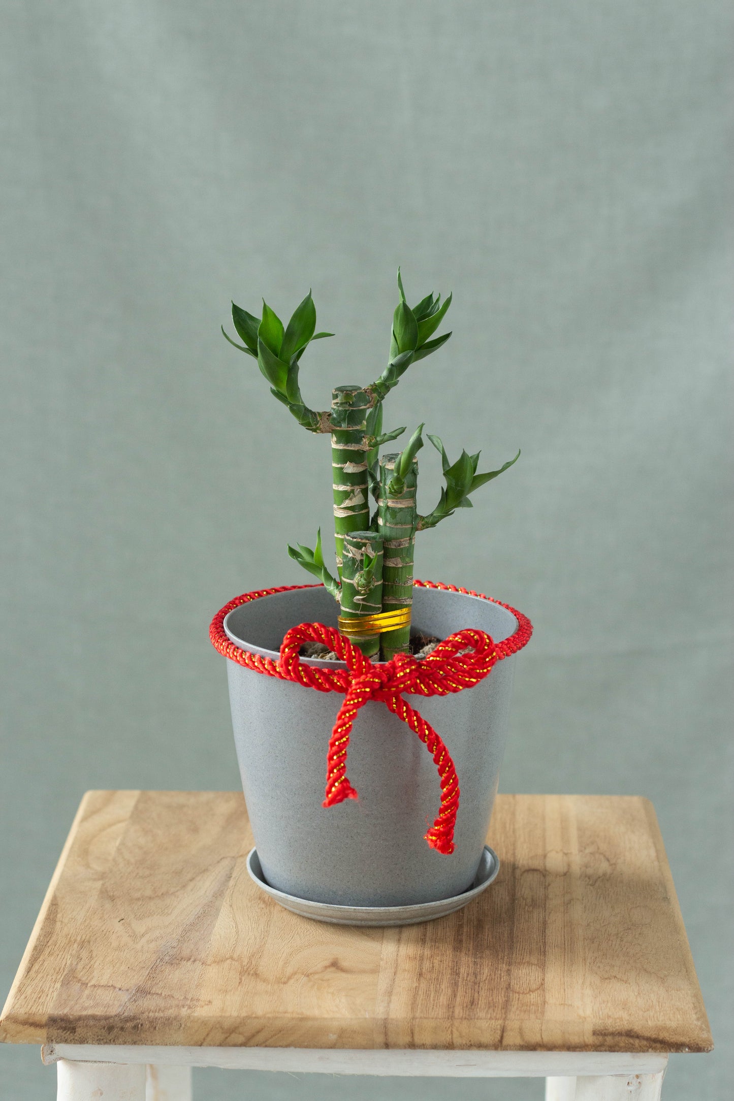 Lucky Bamboo