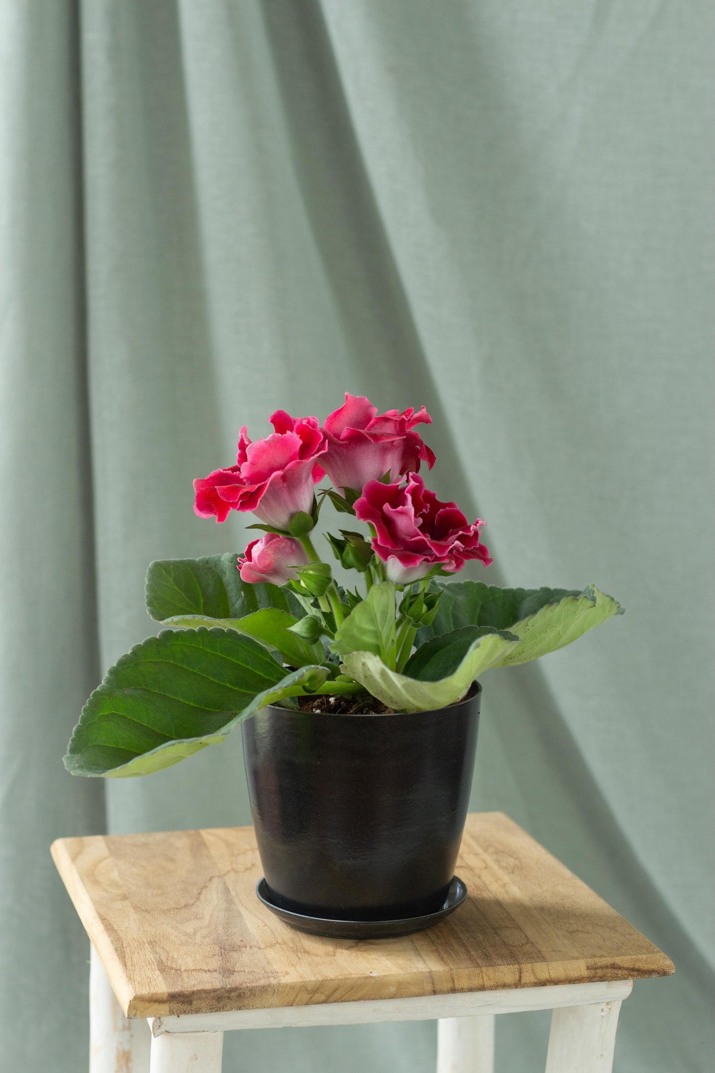 Gloxinia Red