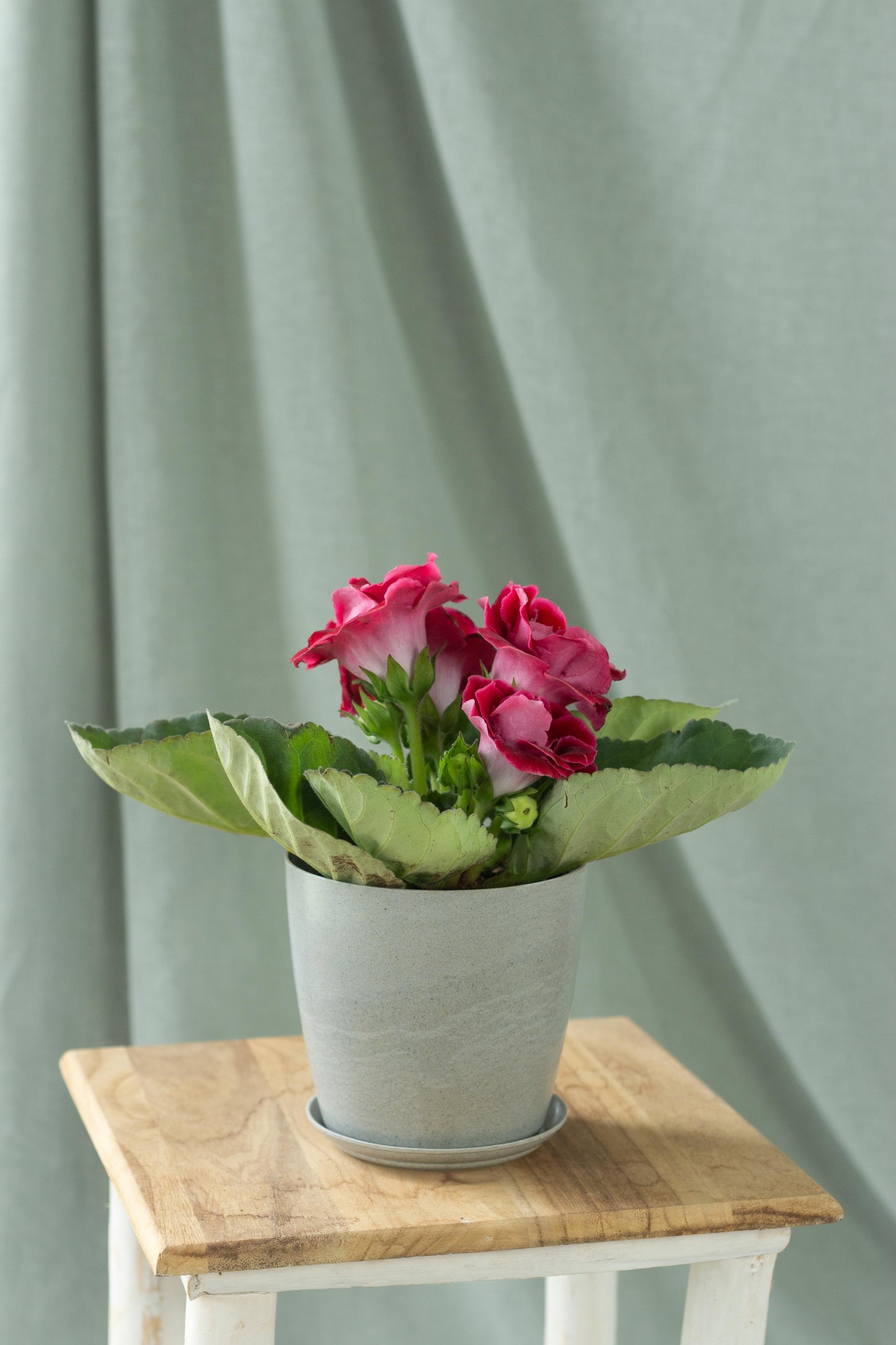 Gloxinia Red