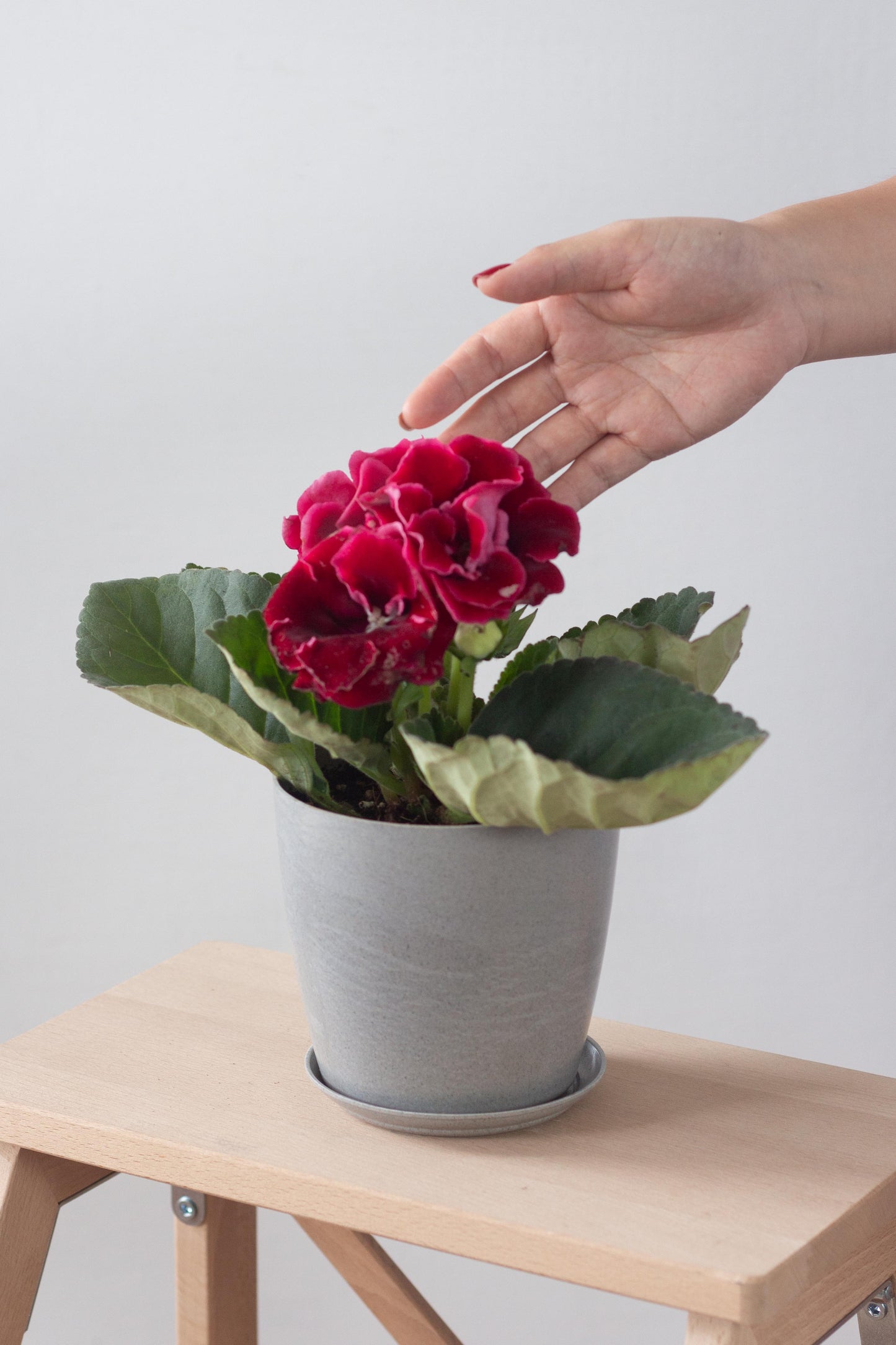 Gloxinia Red