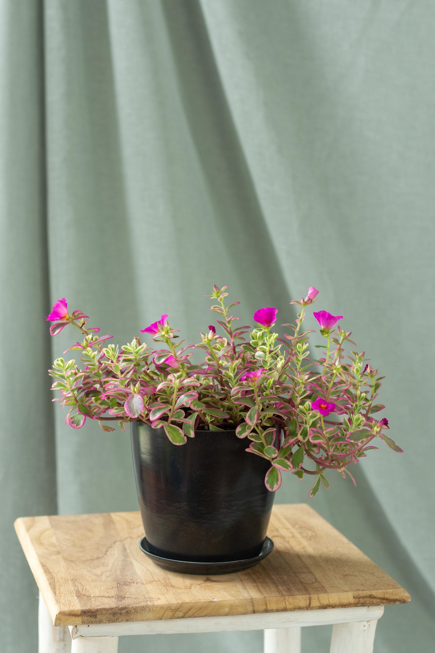Portulaca Hana Misteria