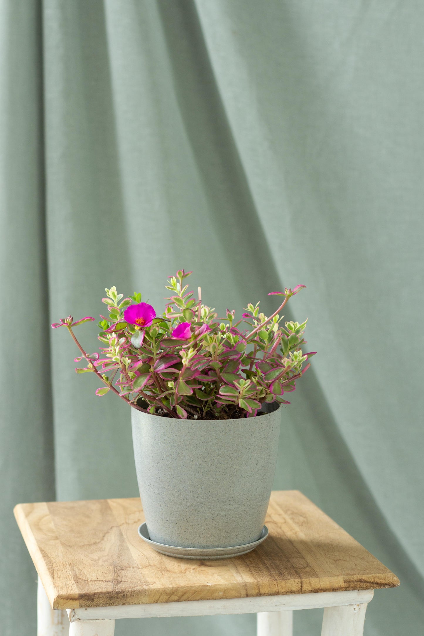 Portulaca Hana Misteria