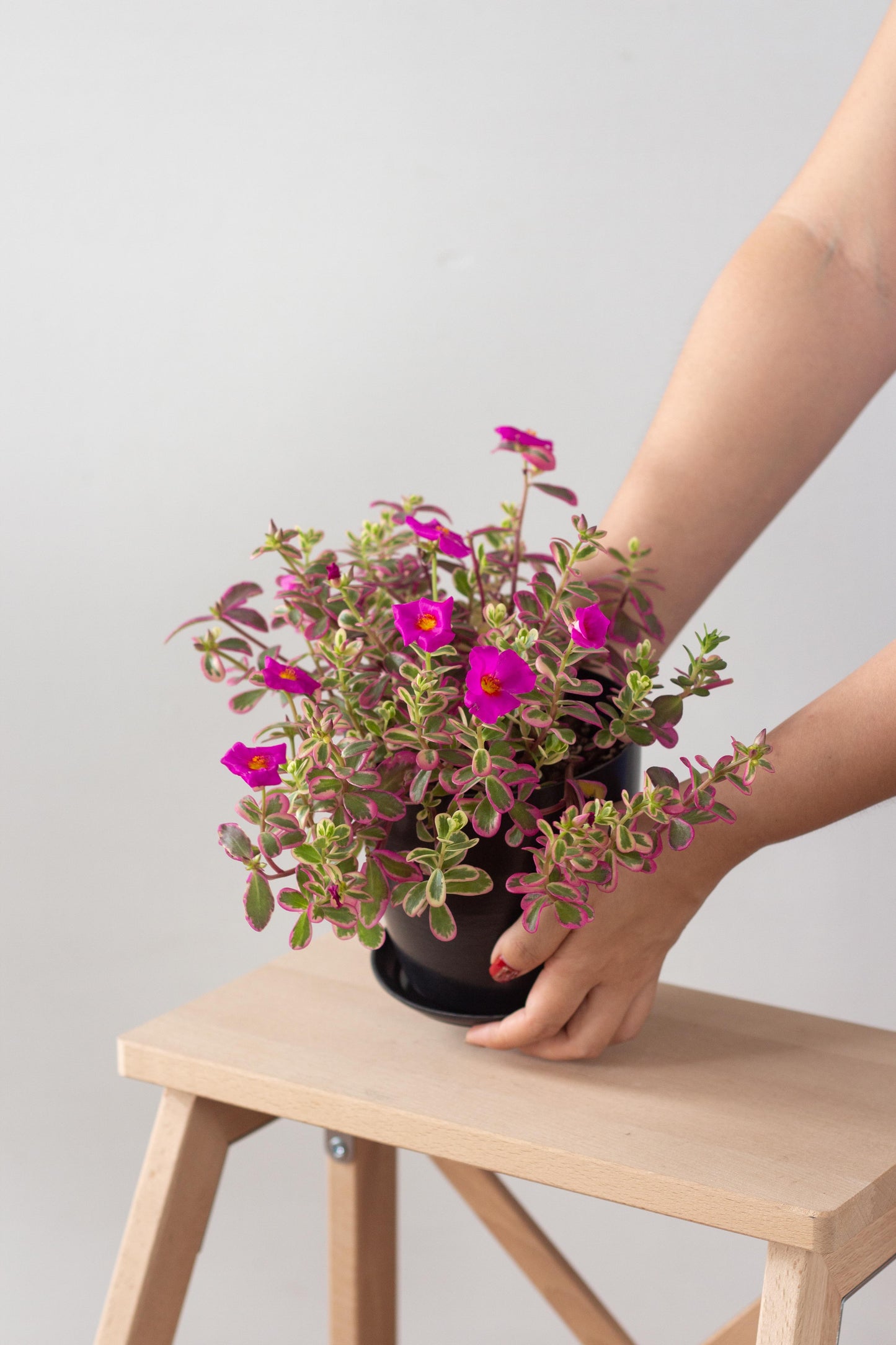 Portulaca Hana Misteria