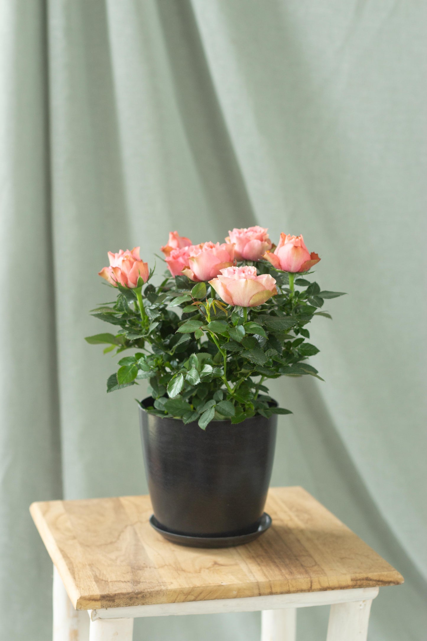 Danish Rose