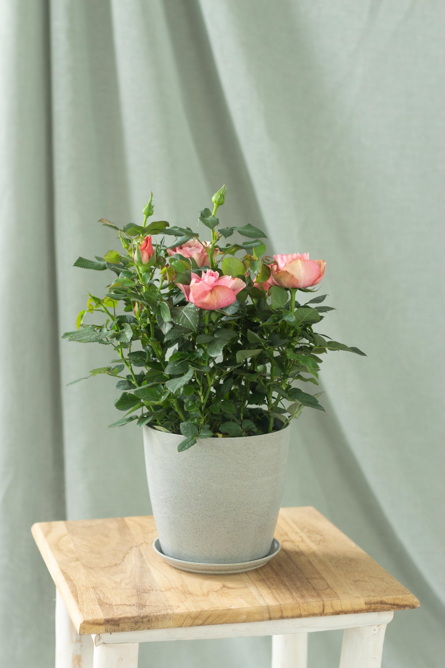 Danish Rose