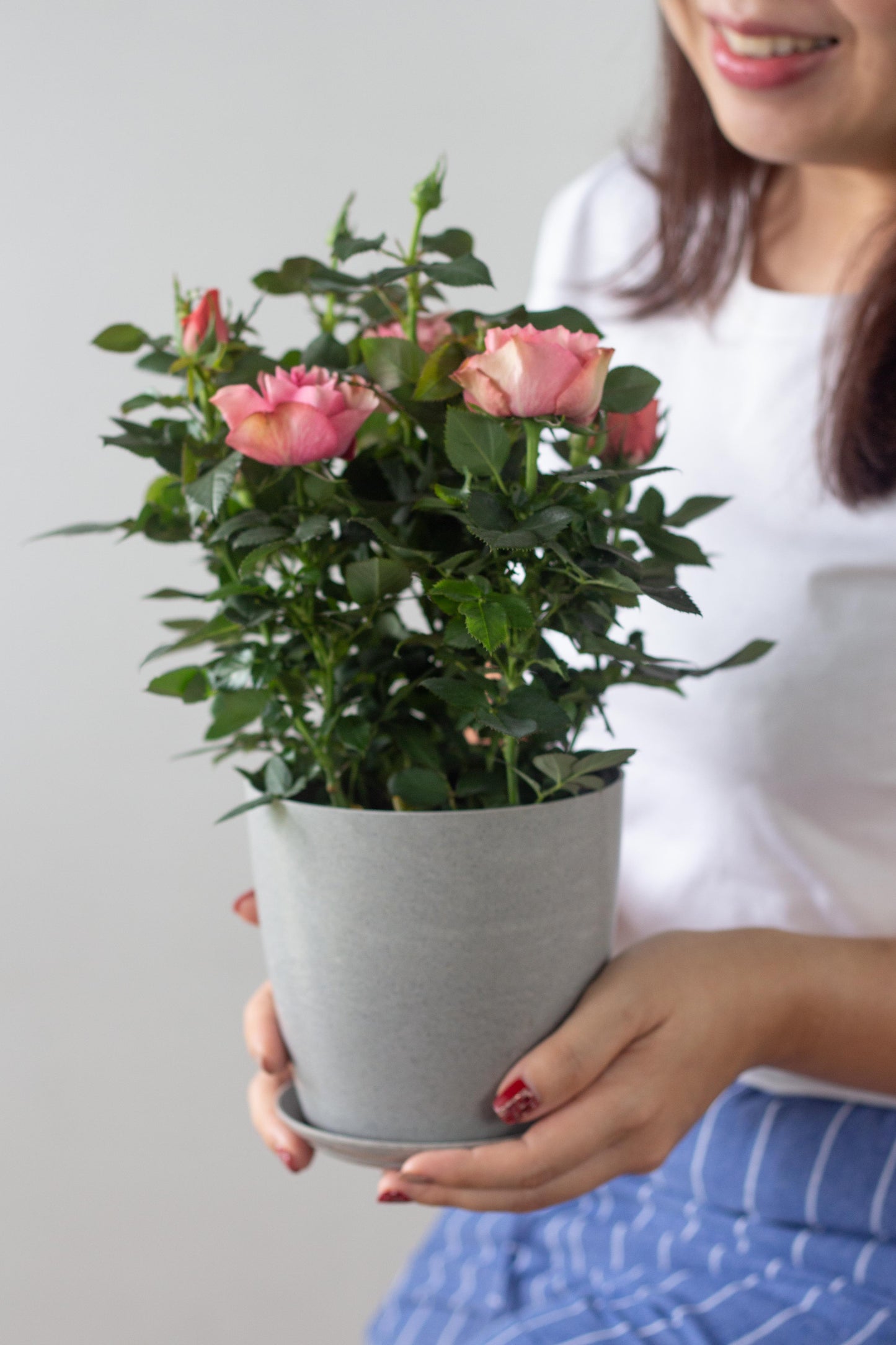 Danish Rose