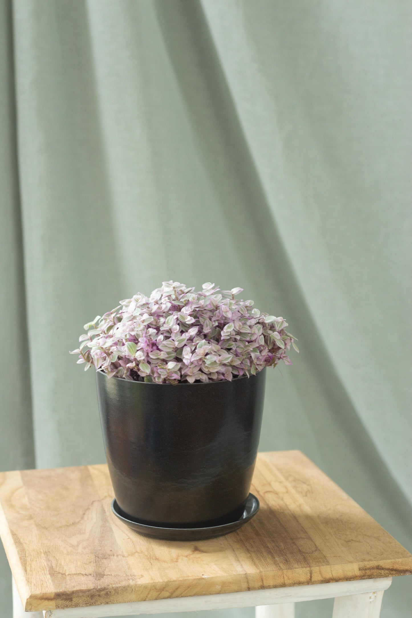 Callisia Repens