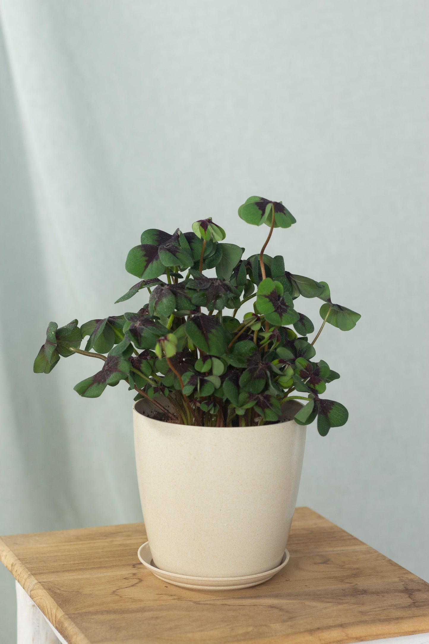 Oxalis Tetraphylla