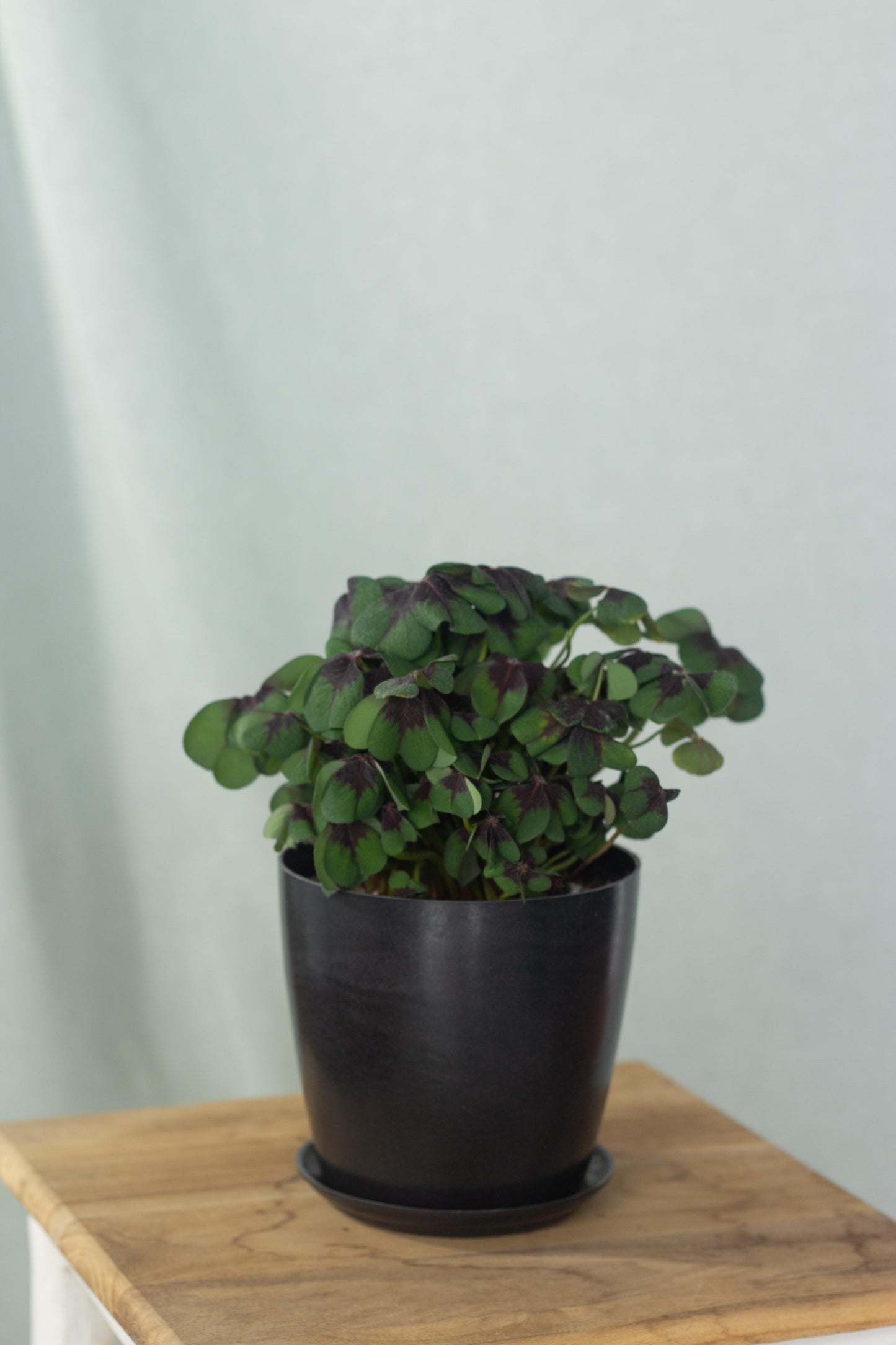 Oxalis Tetraphylla