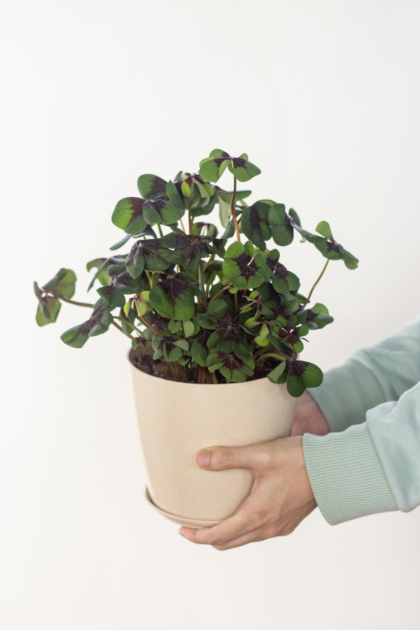 Oxalis Tetraphylla