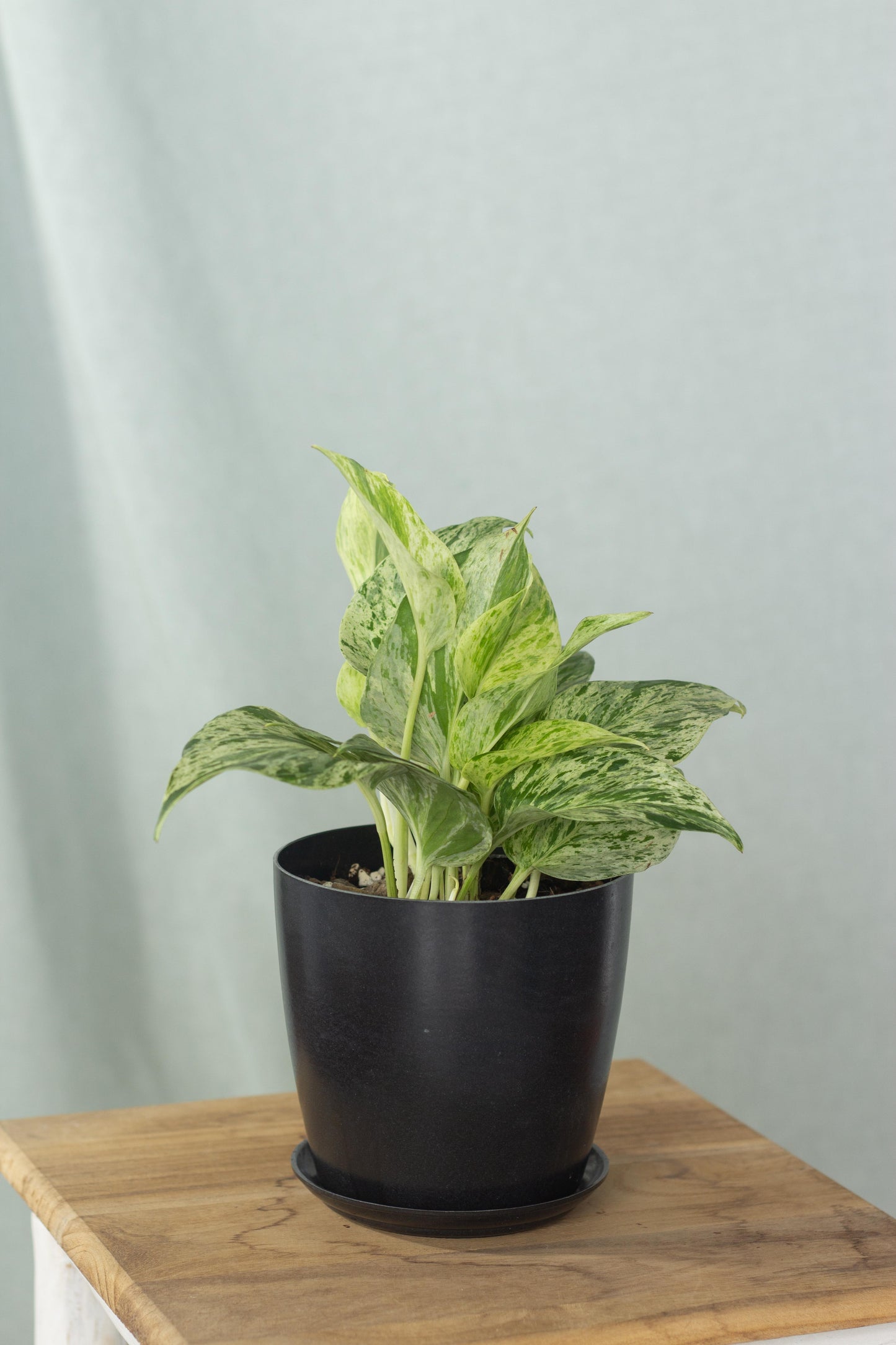 Marble Queen Pothos