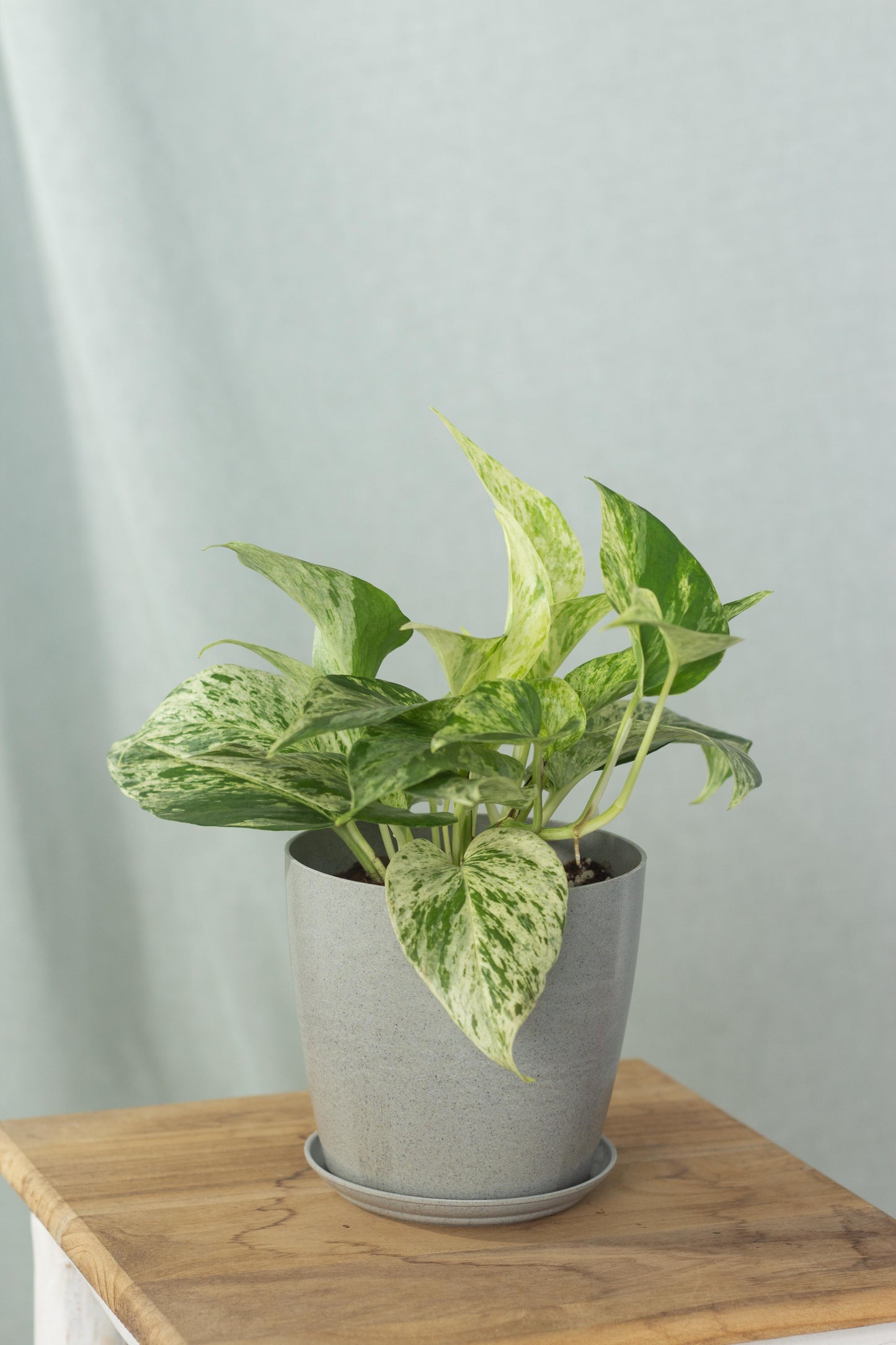 Marble Queen Pothos