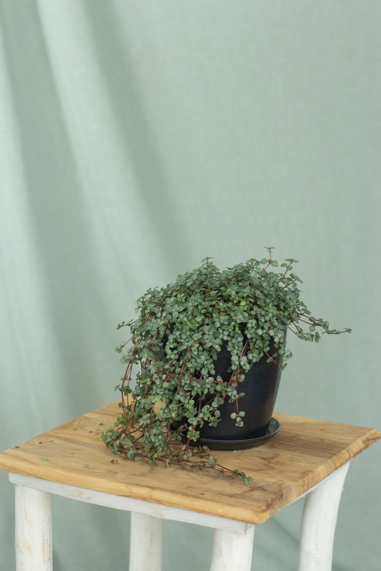 Pilea Glauca