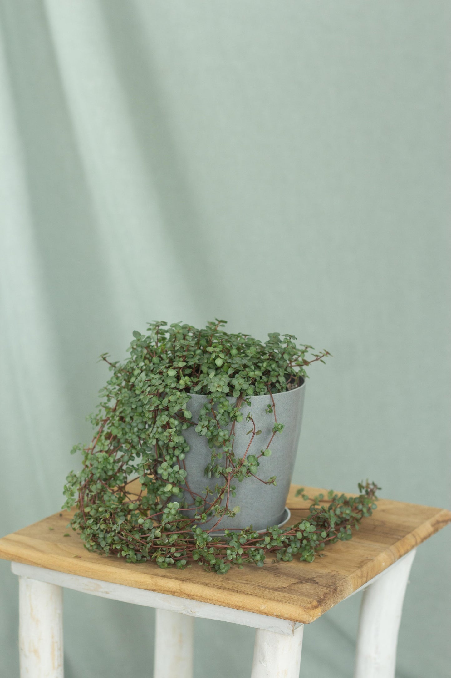 Pilea Glauca