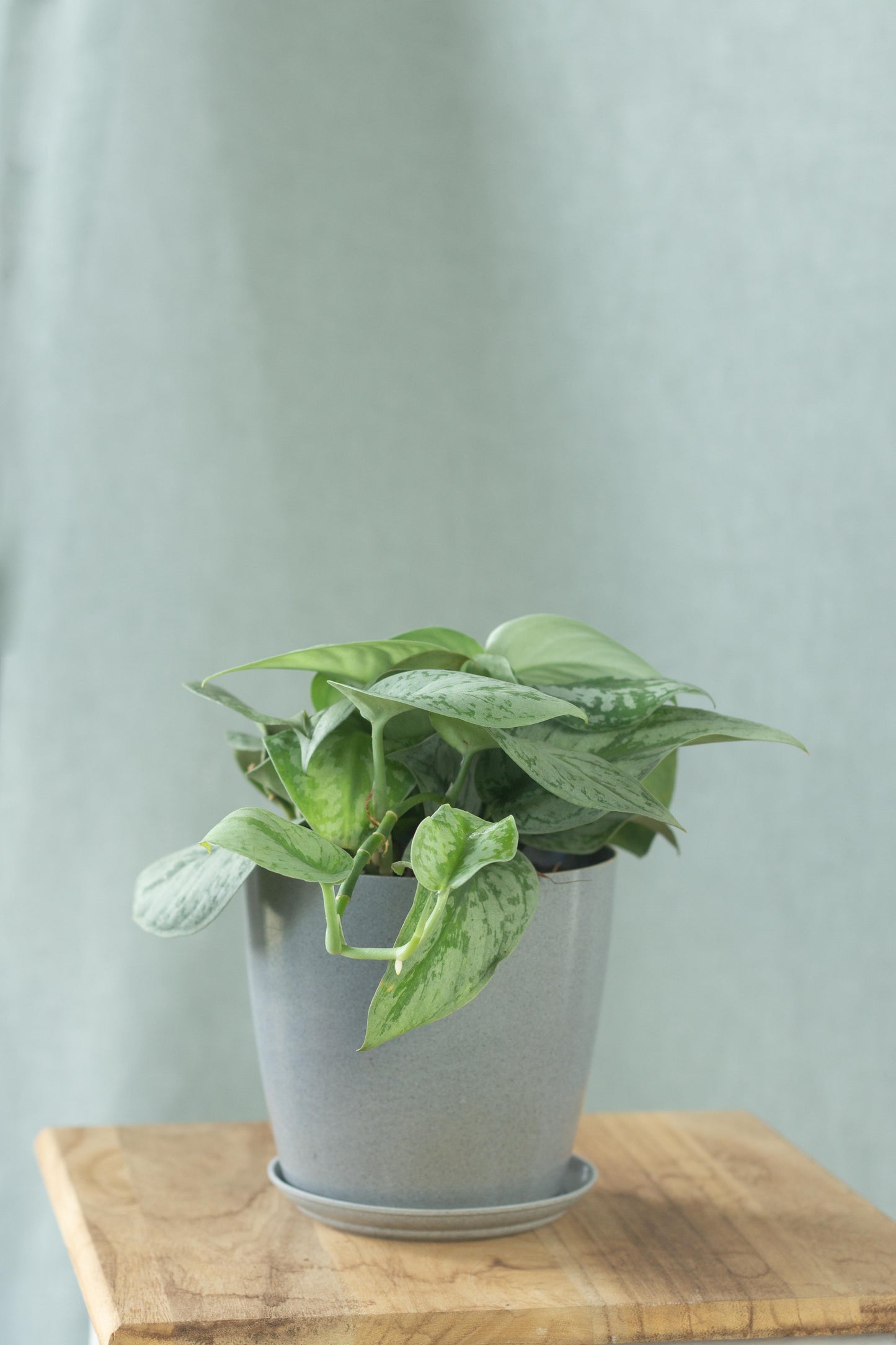 Scindapsus Exotica