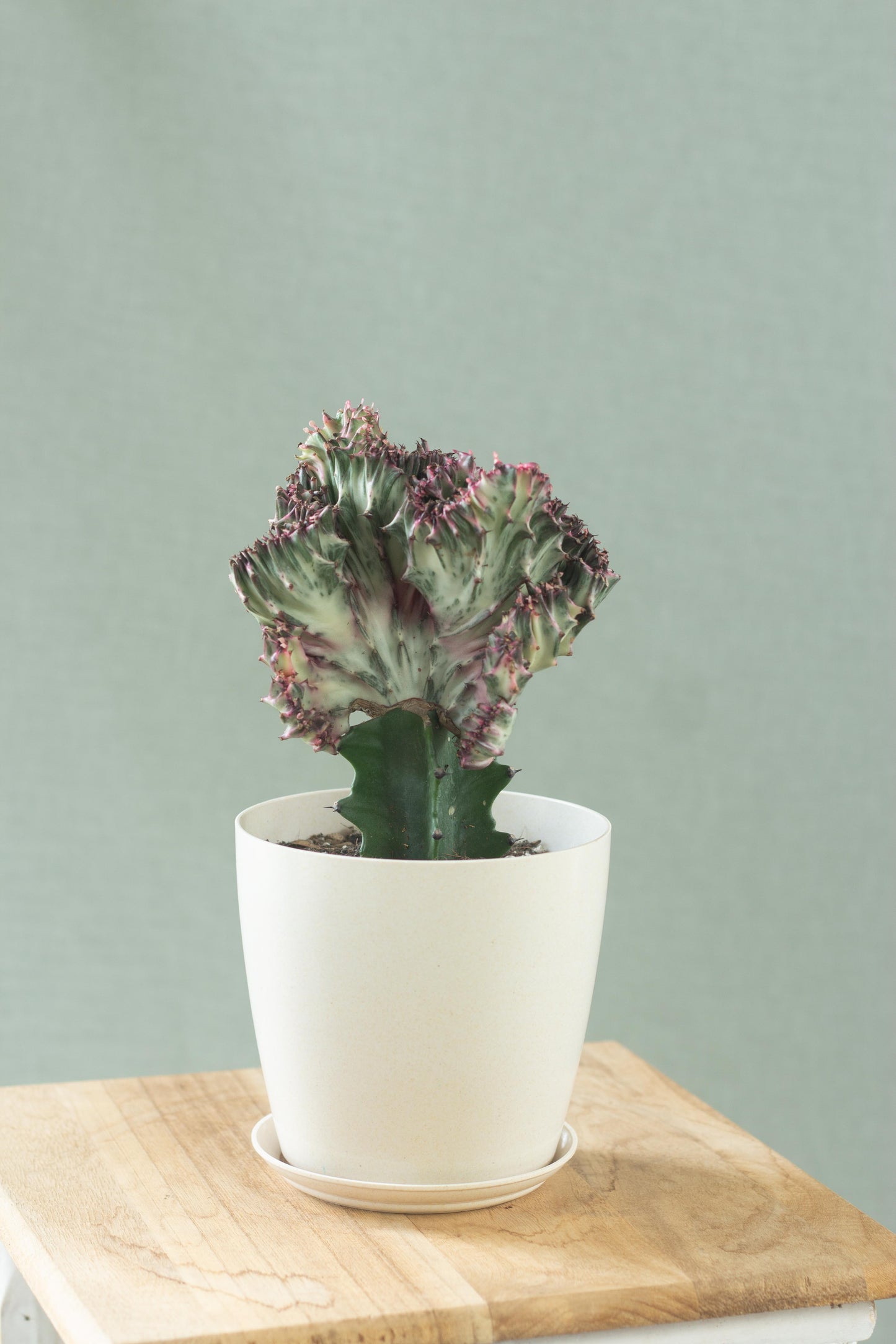 Coral Cactus