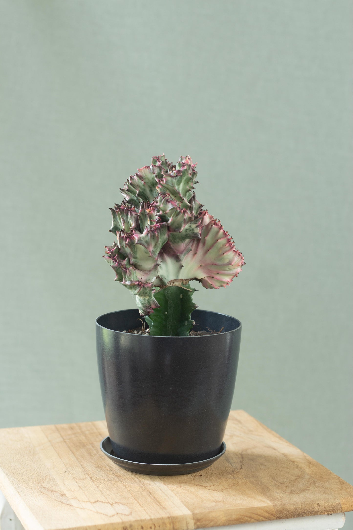 Coral Cactus