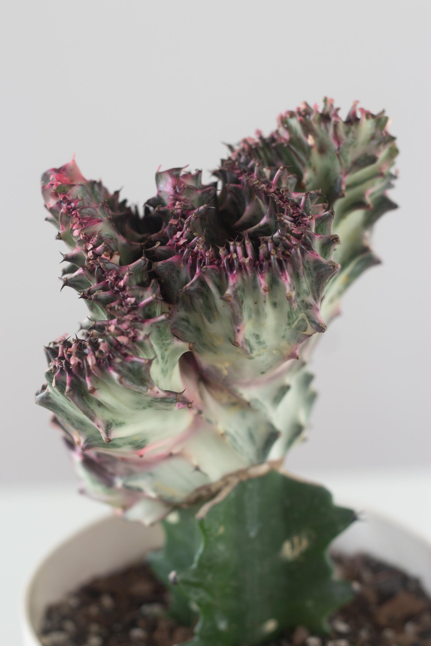 Coral Cactus