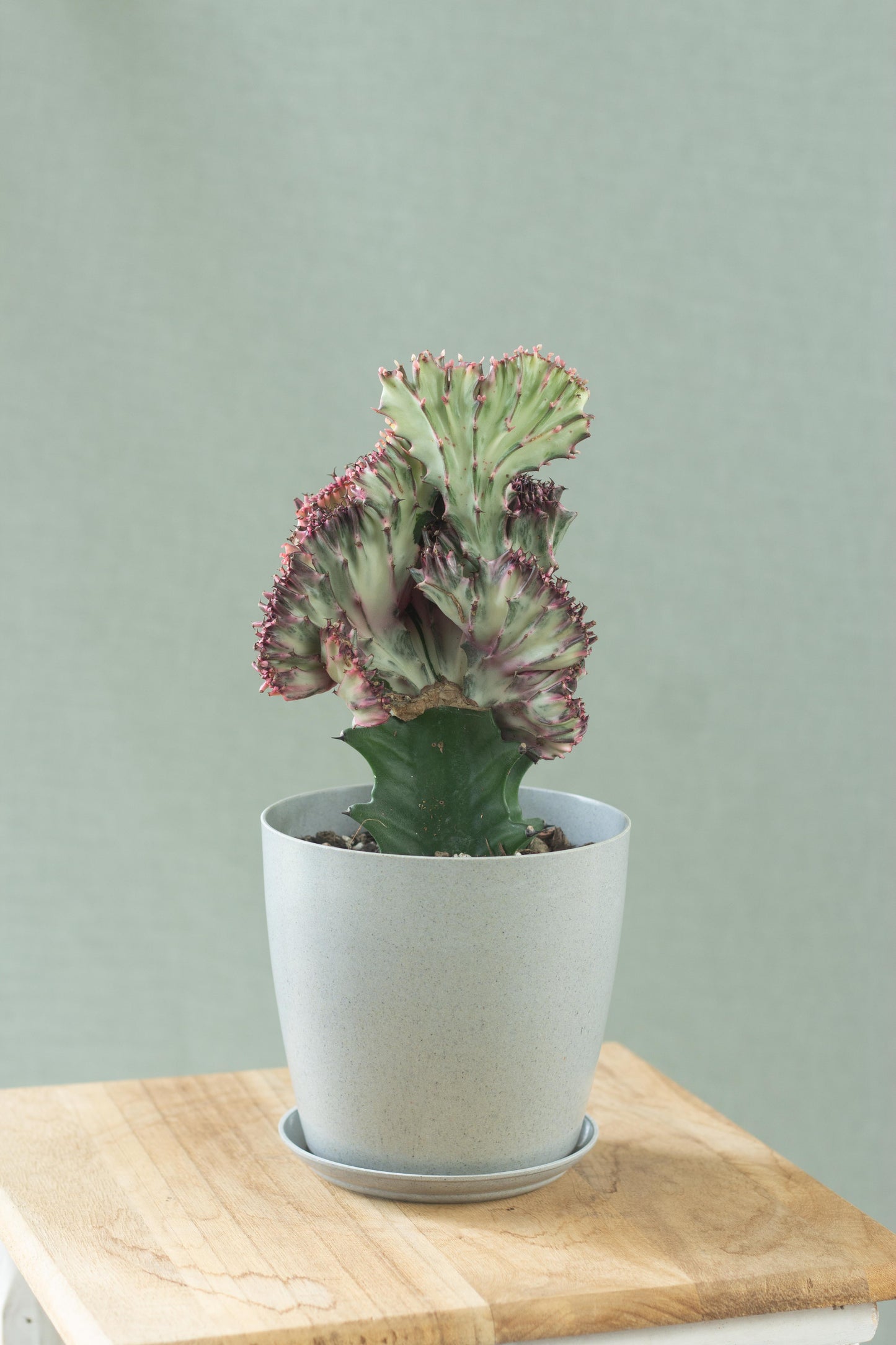 Coral Cactus