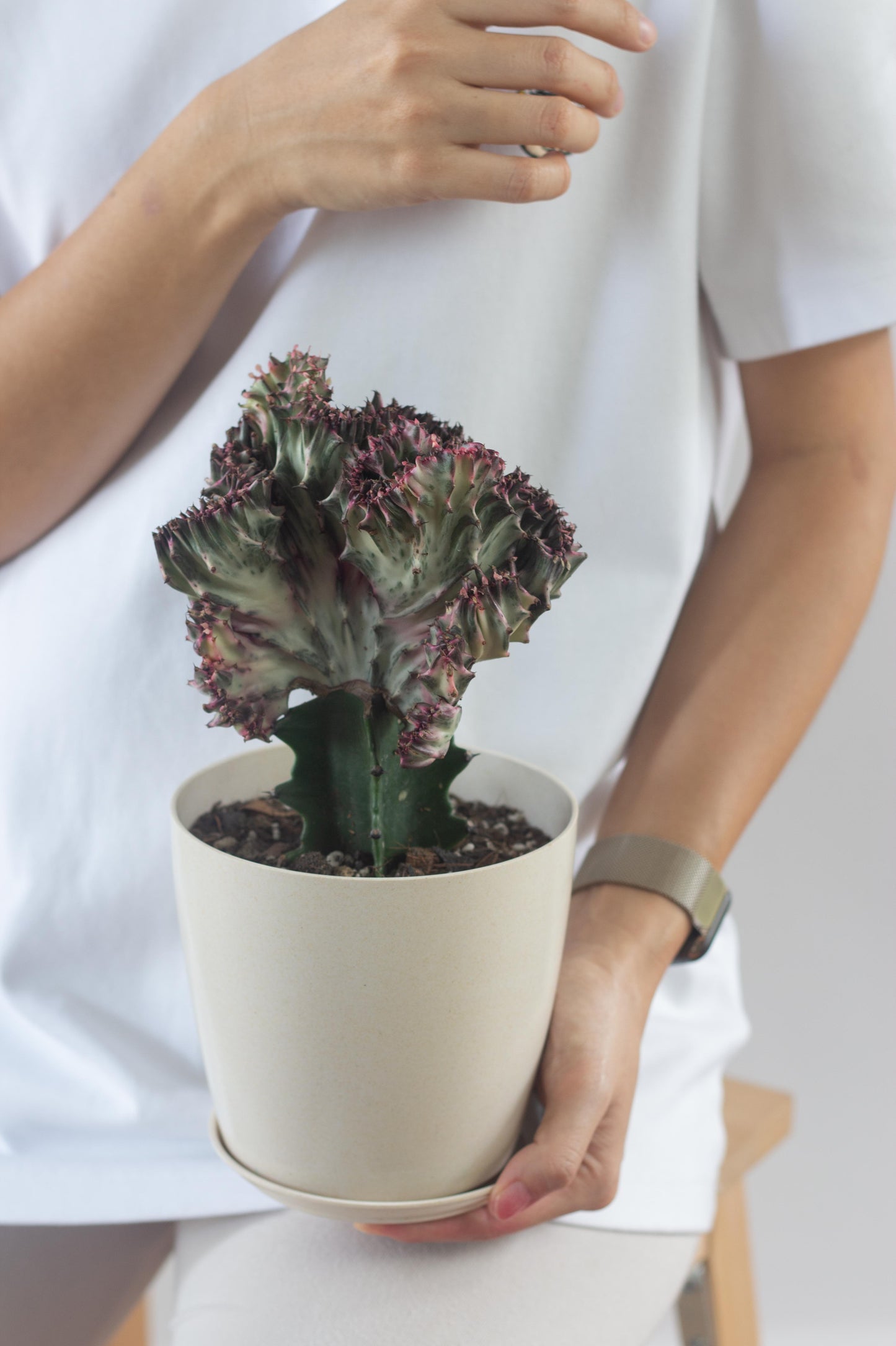 Coral Cactus