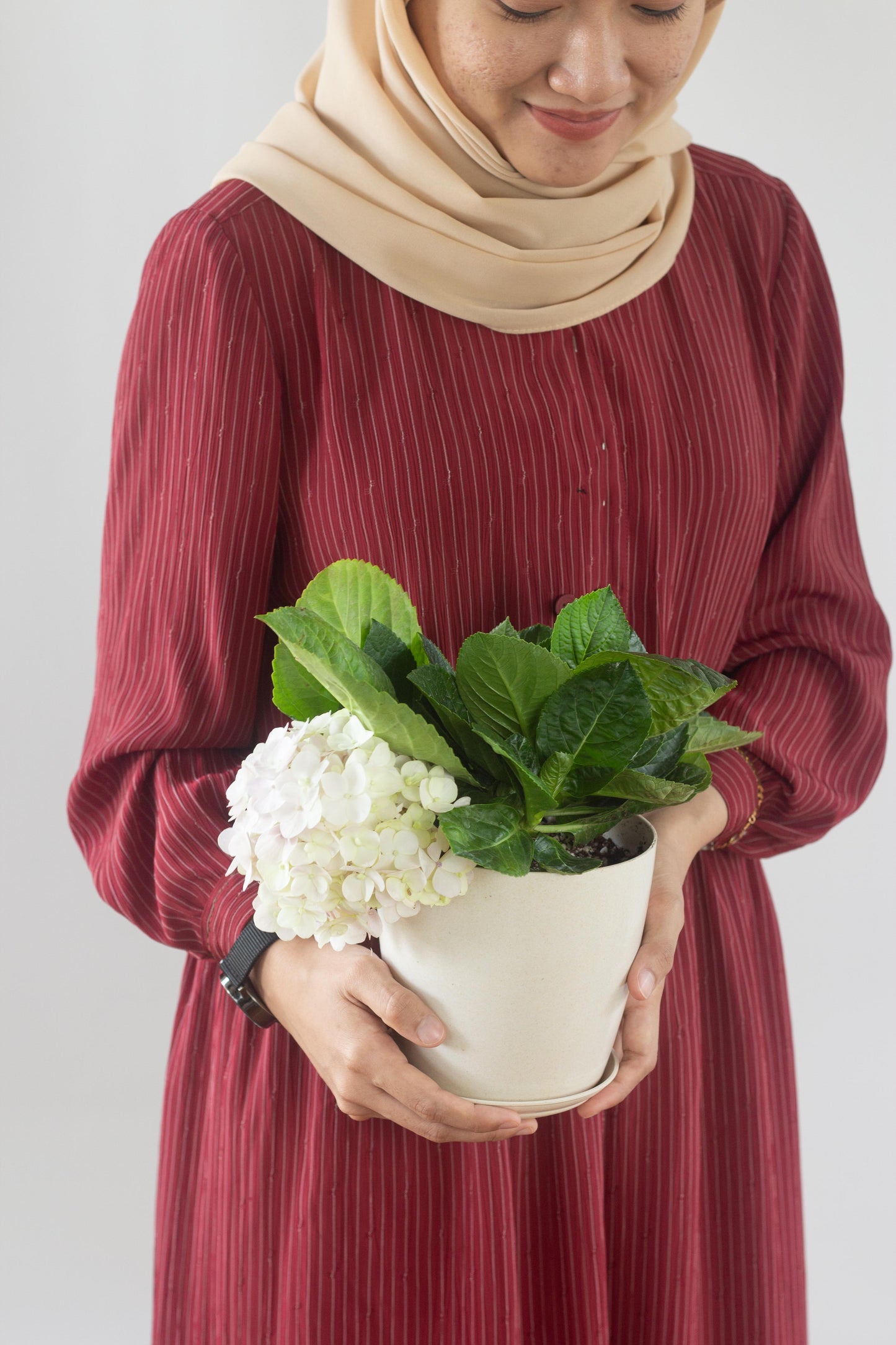 Hydrangea