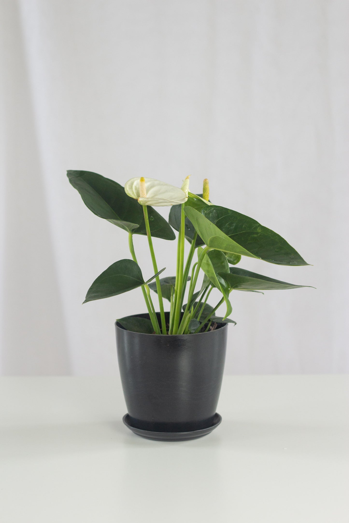 Anthurium White