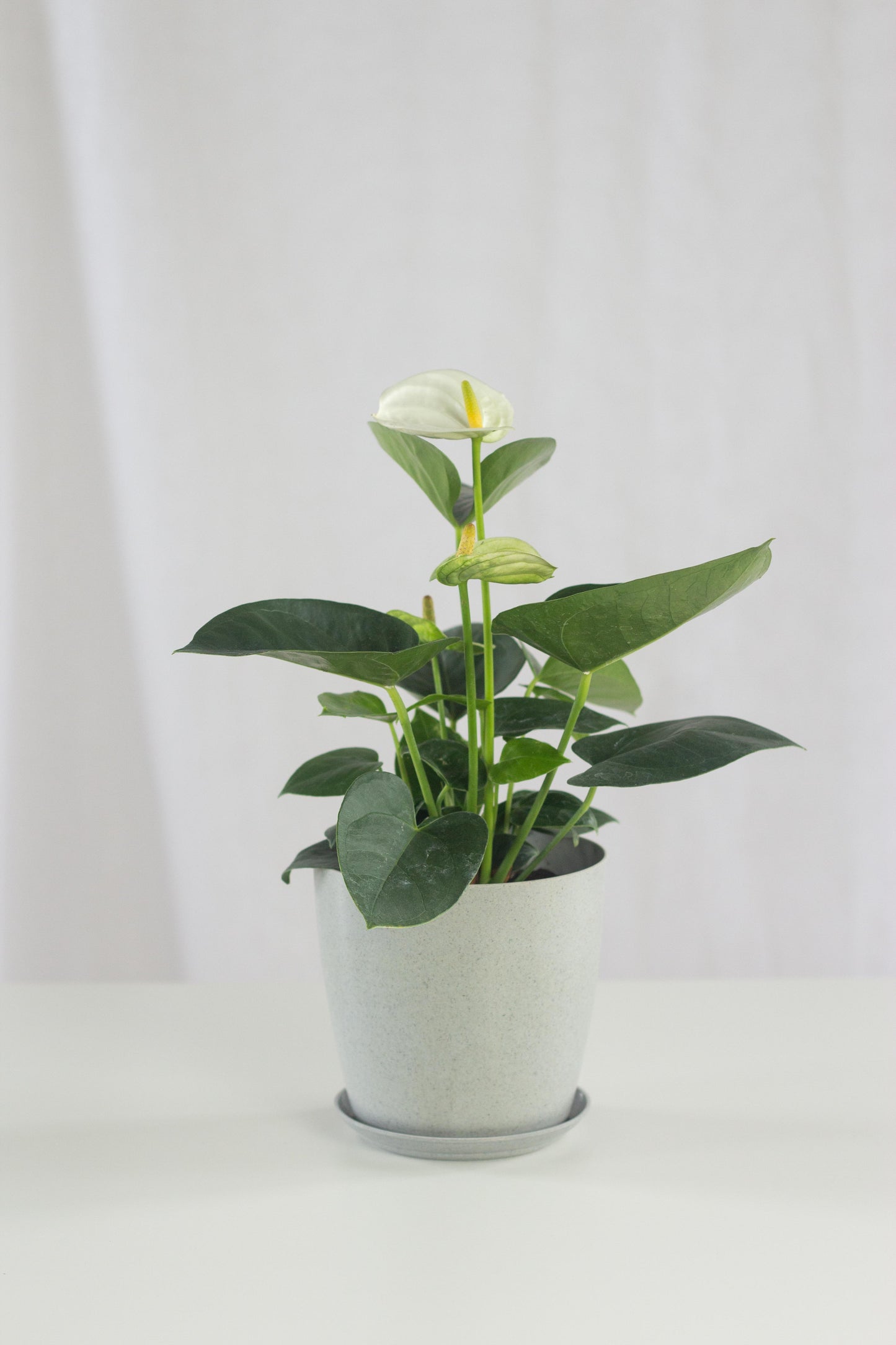 Anthurium White