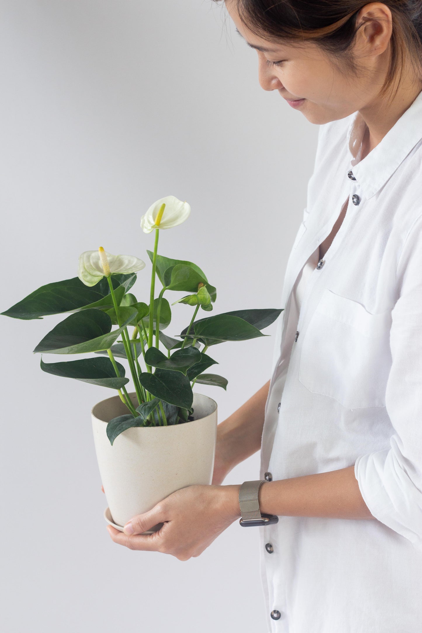 Anthurium White