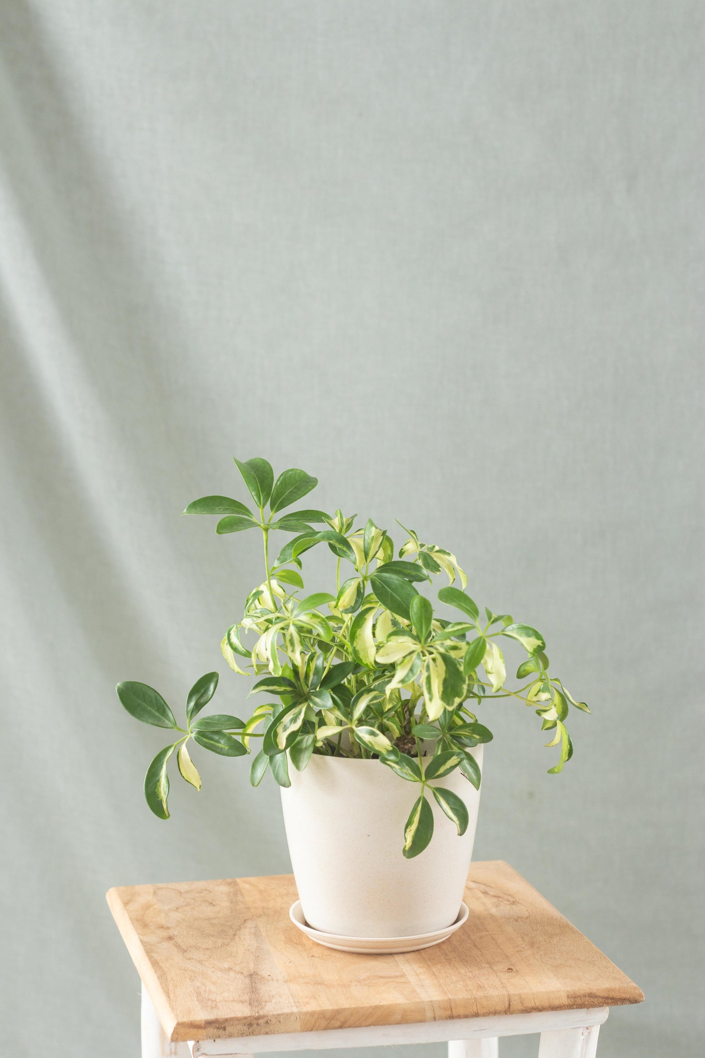 Dwarf Umbrella Tree