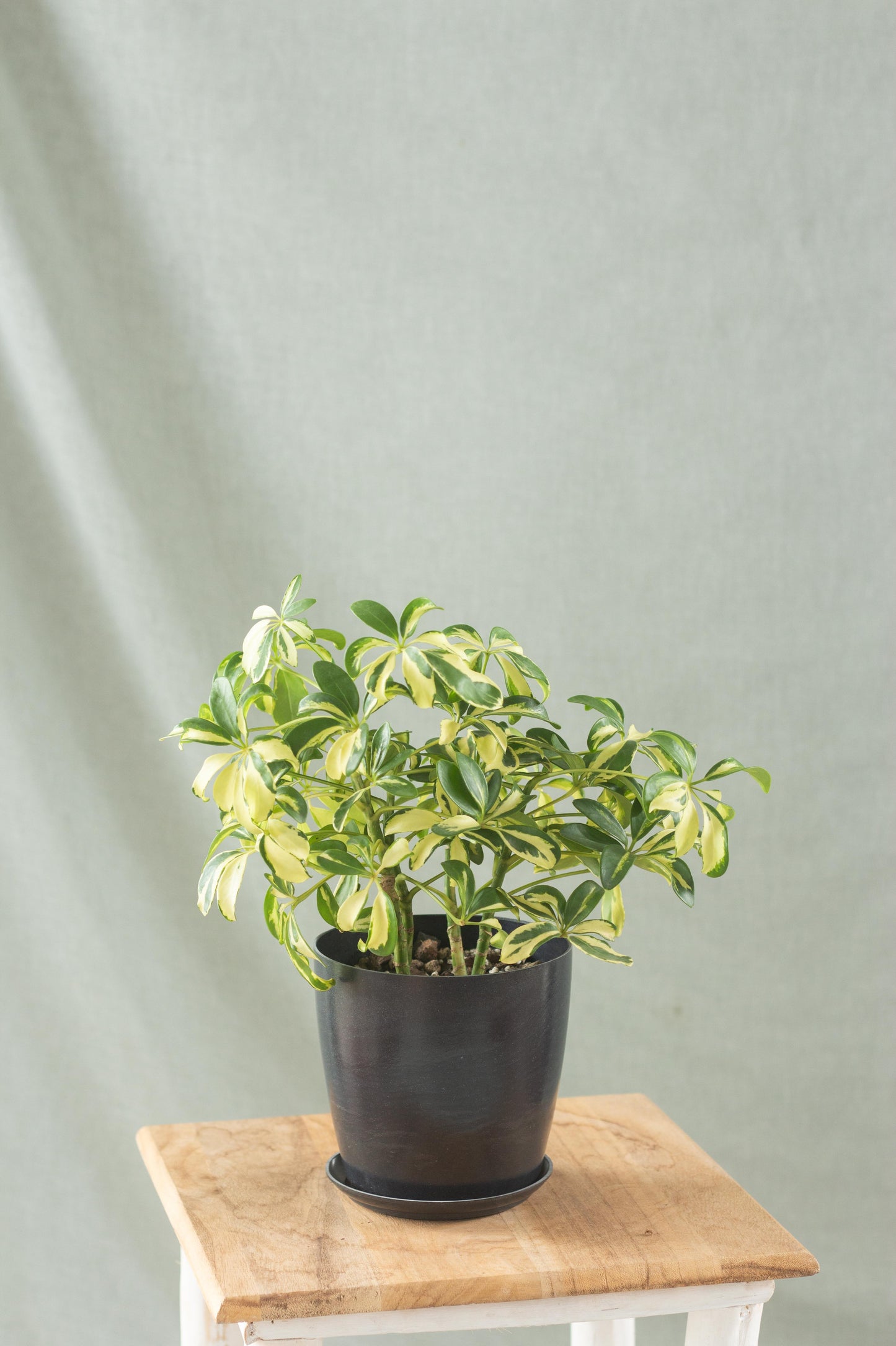 Dwarf Umbrella Tree