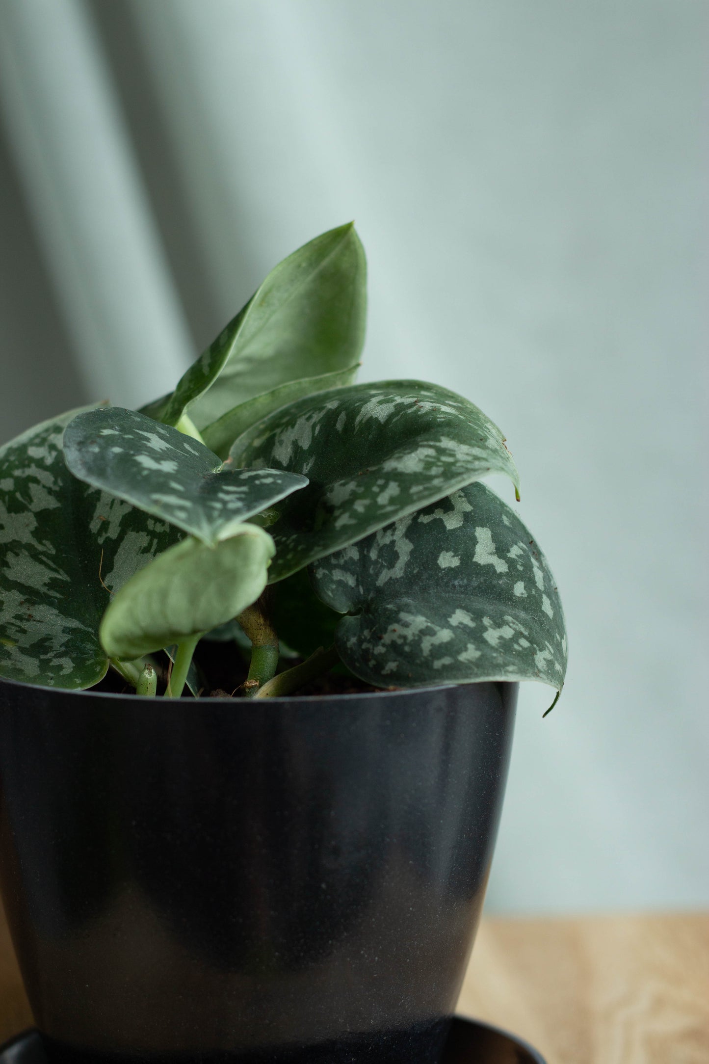 Closeup-Silver Pothos