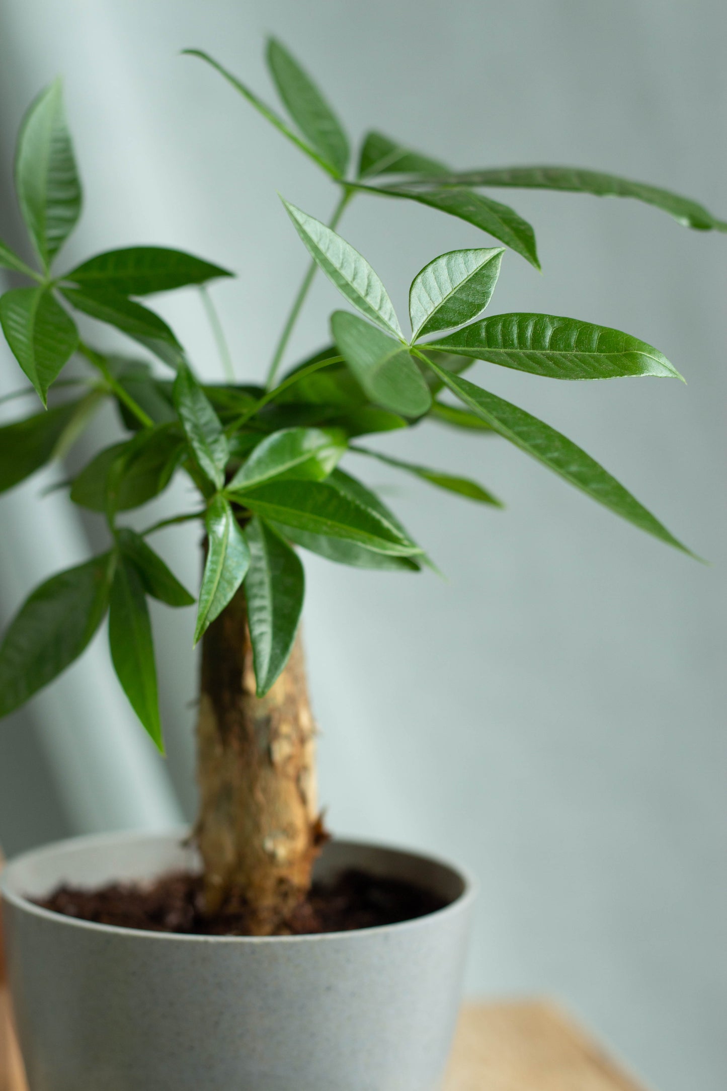 Closeup-Mini Money Tree