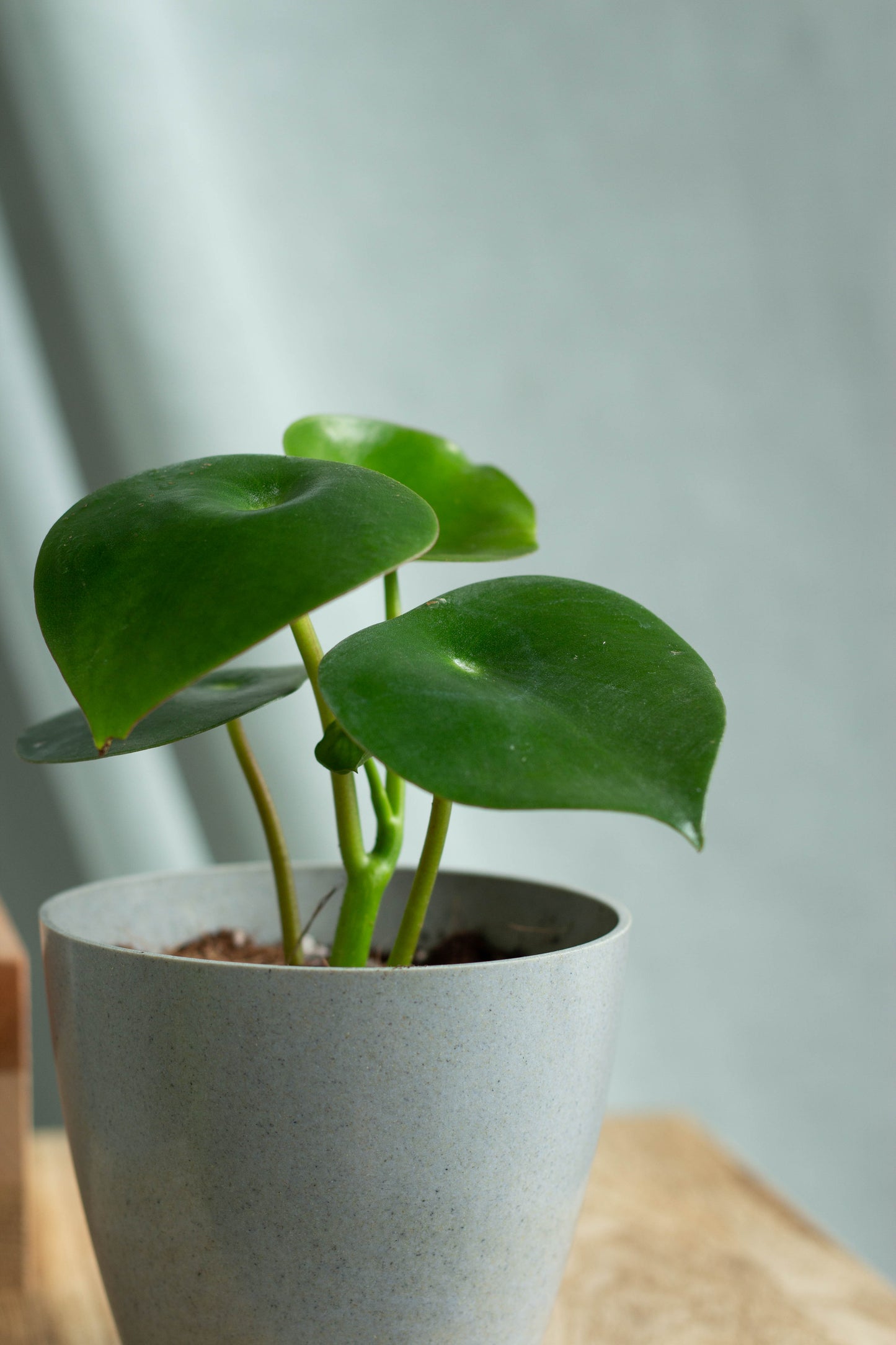 Closeup-Peperomia Raindrop