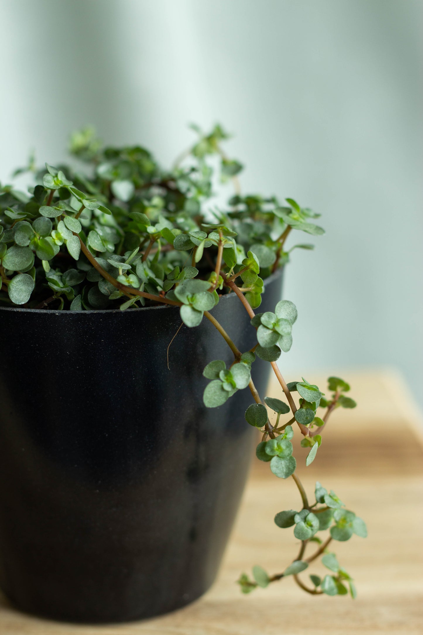 Closeup-Pilea Glauca